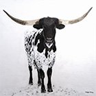 Longhorn.jpg