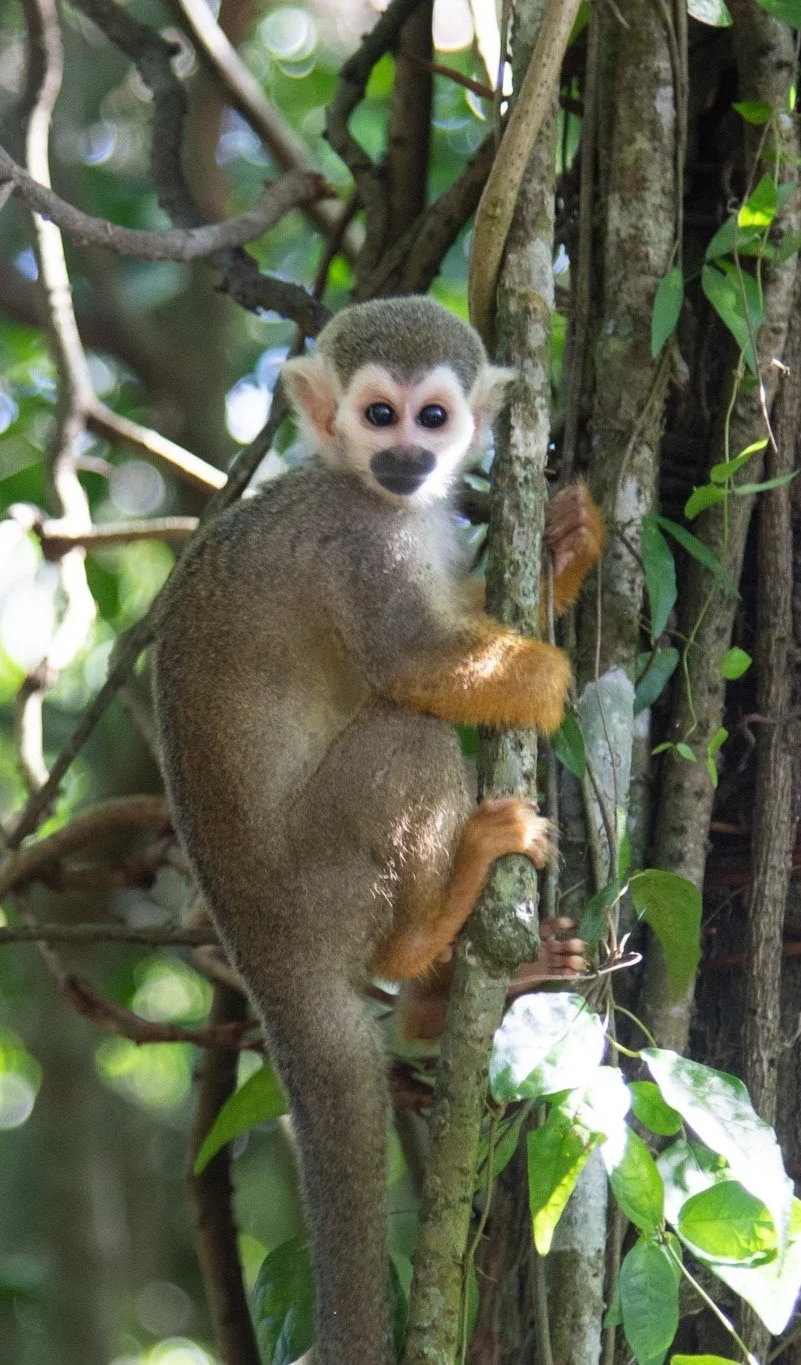 Monkey_Jungle_16.jpg