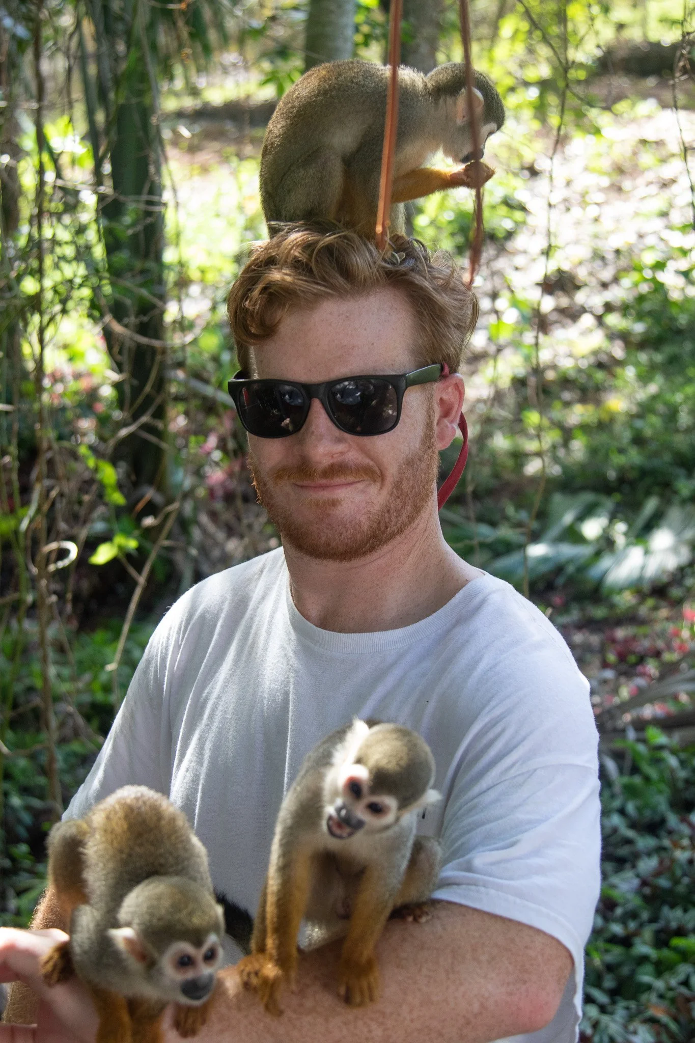 Monkey_Jungle_24.jpg