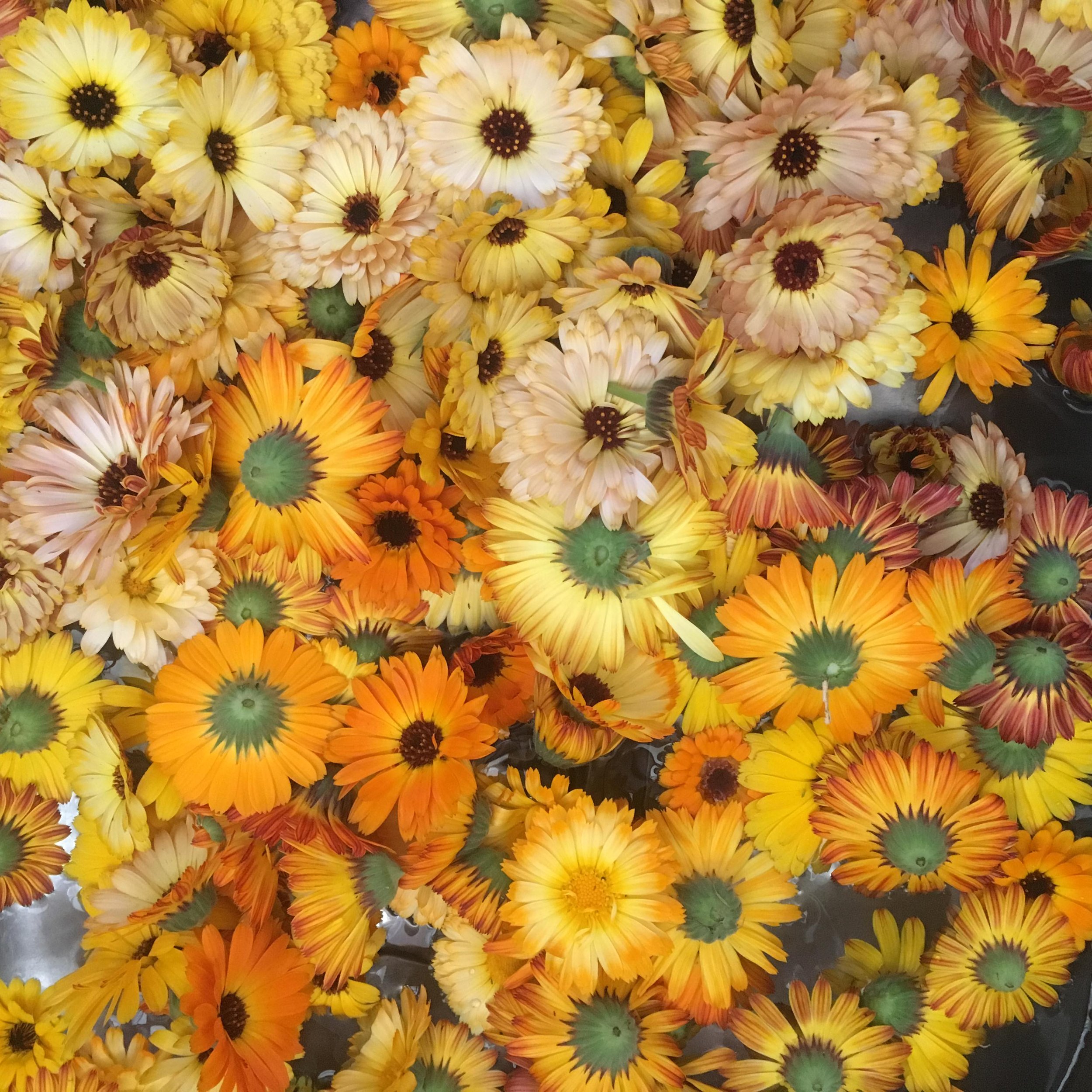 Solstice Herbalism