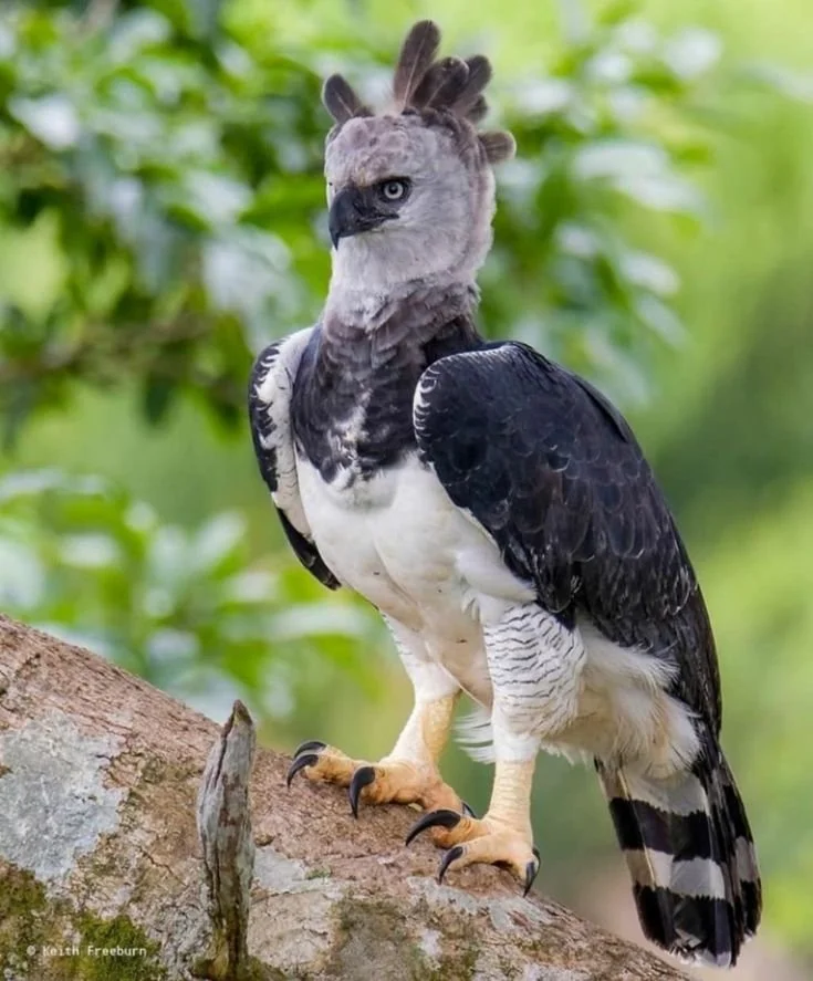 A digitally edited photo combining the head of an eagle with the body of a bird of prey.