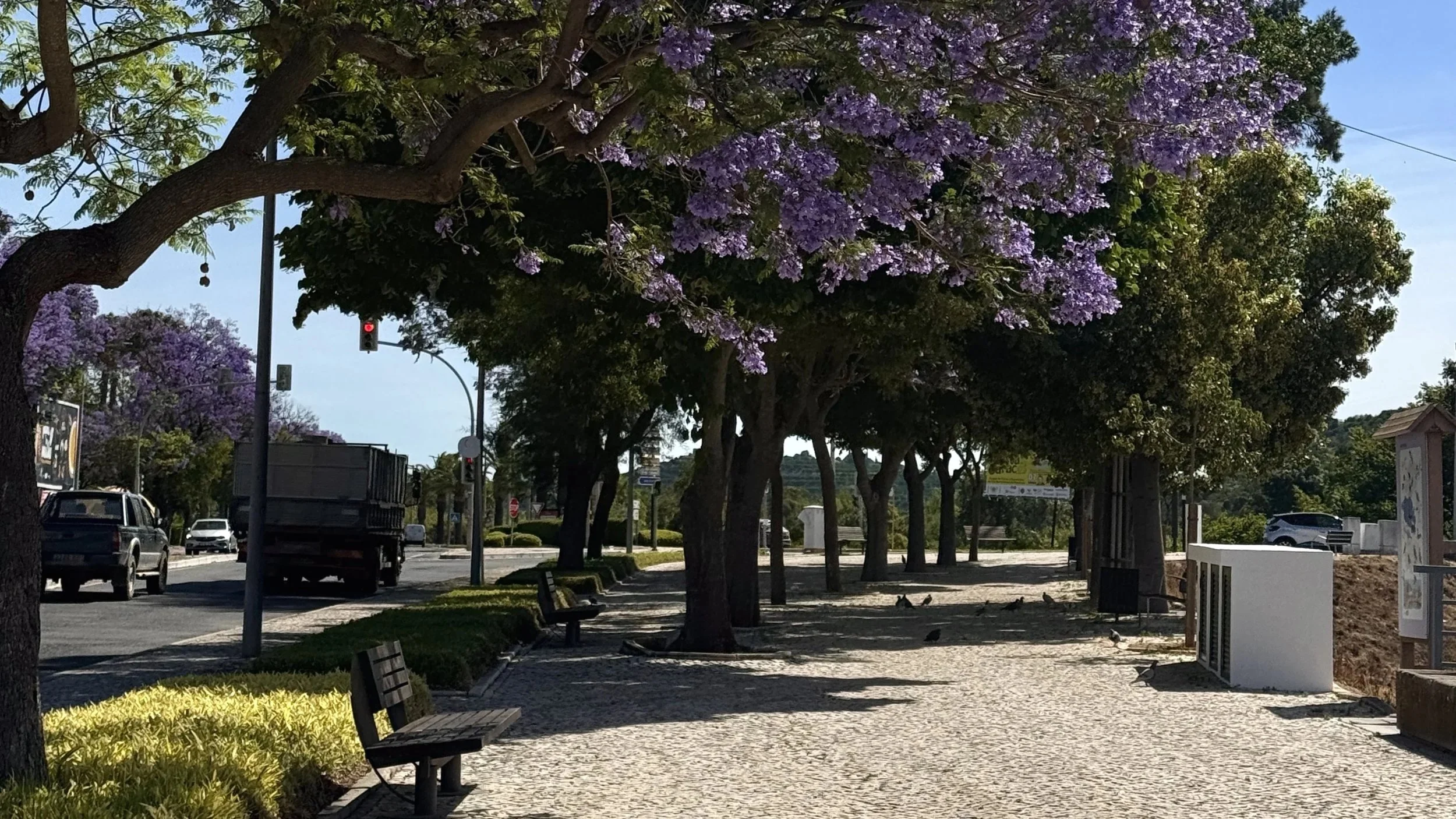 Purple jacaranda trees in bloom in Portugal with petals and birds scattered across the ground