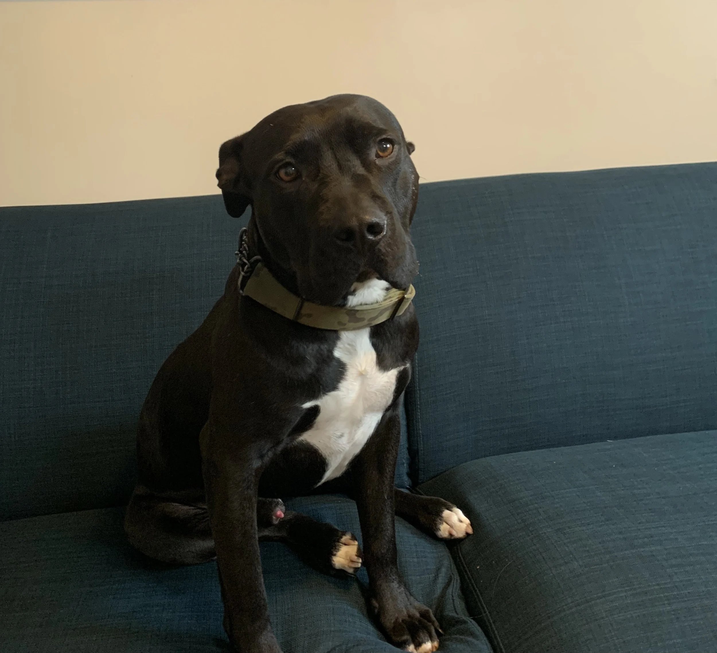 A black and white dog with a camouflage collar sitting on a blue couch.