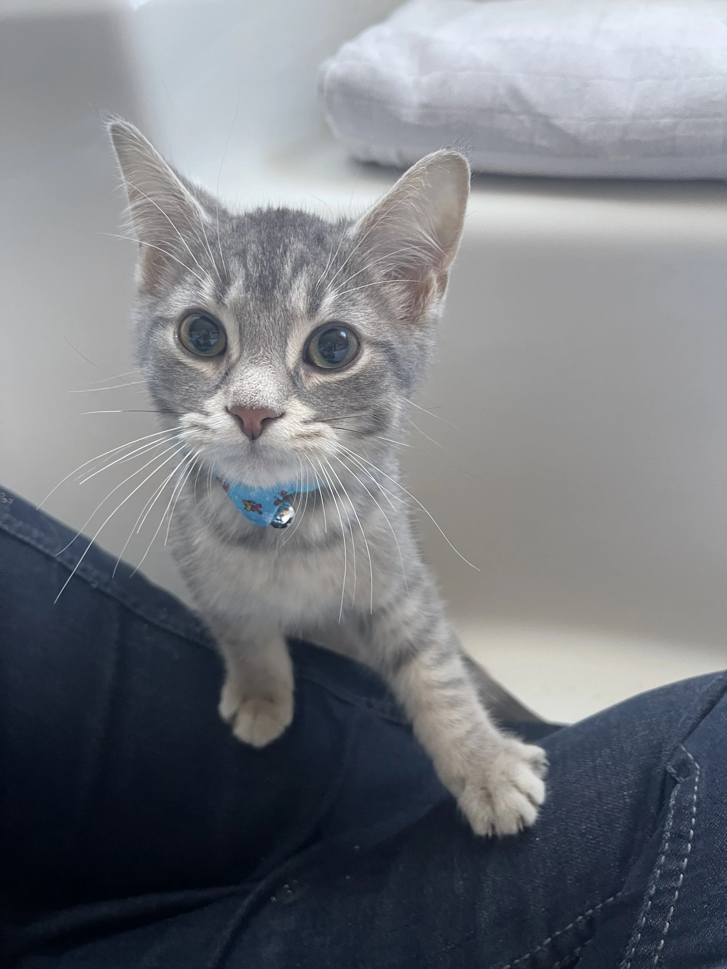 Gray tabby kitten with large green eyes and a blue collar, standing on a person's lap, with a white wall and gray pillow in the background.