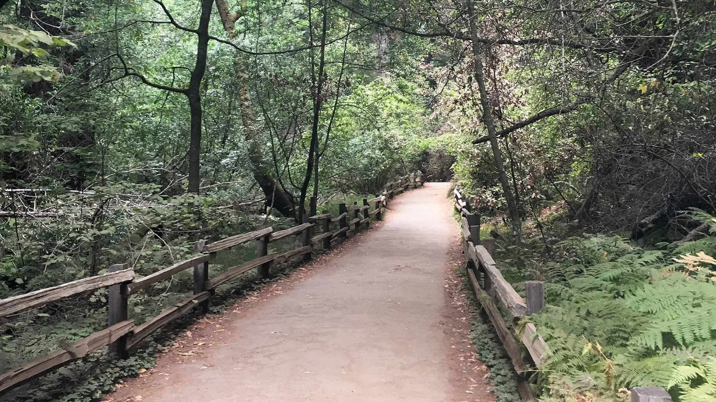 The Story Behind Serene Irene