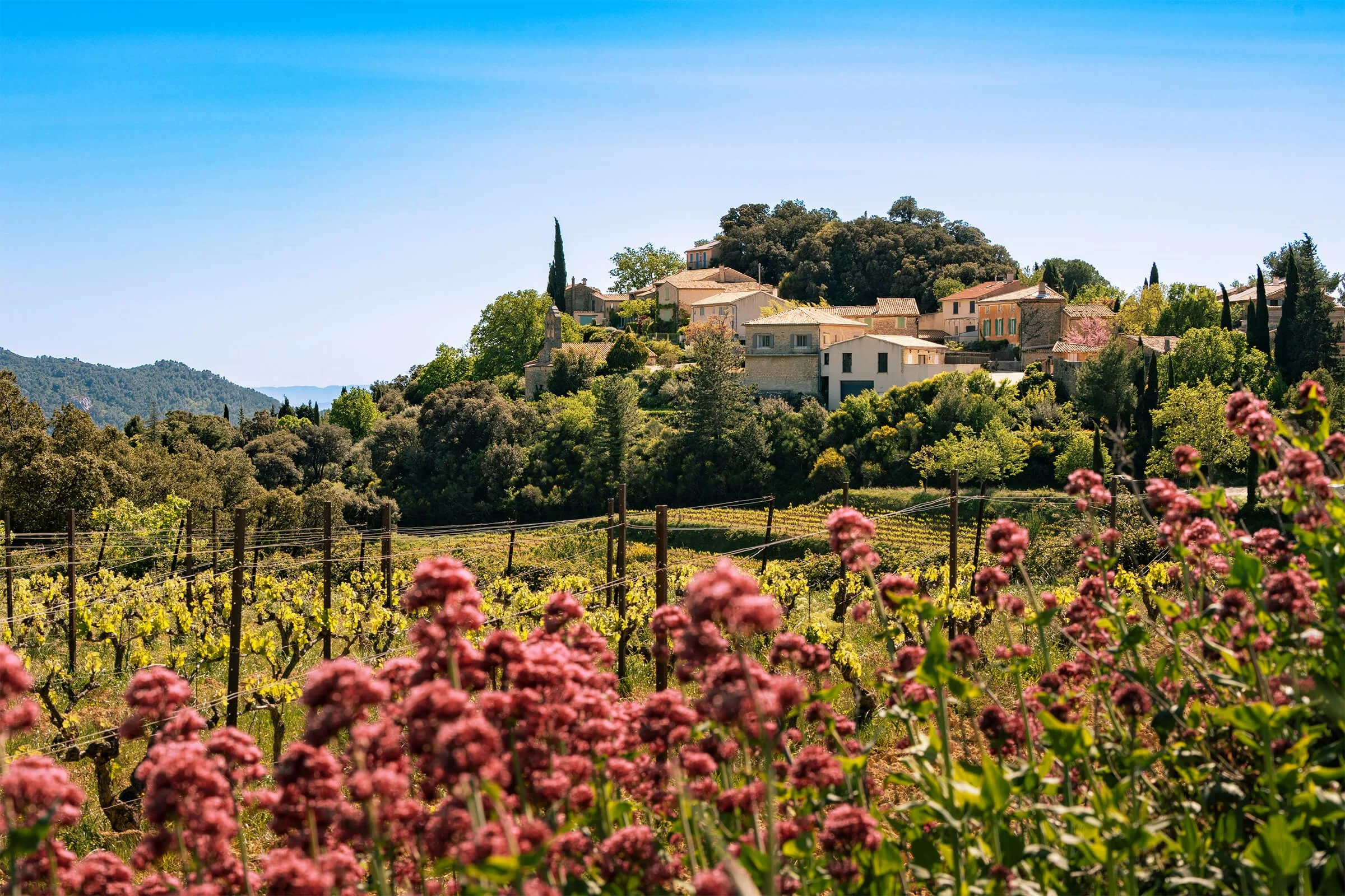 Savoring the South of France: Rosé-Inspired Palette