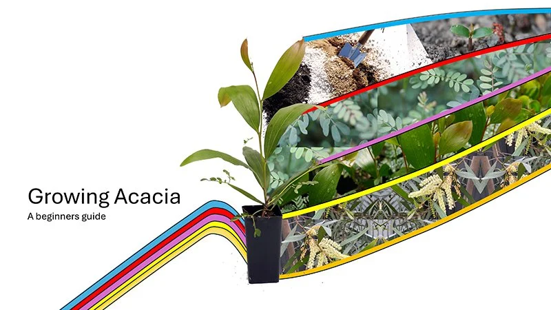 Growing Acacia - A Beginner’s Guide