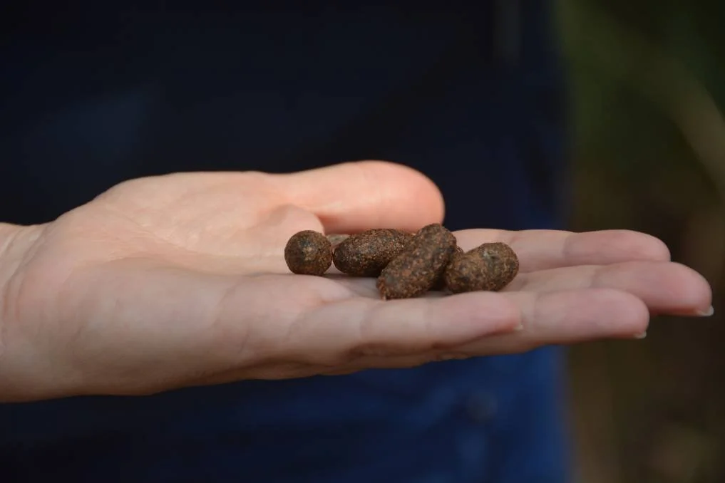 Guided nature walk and bush detective circle