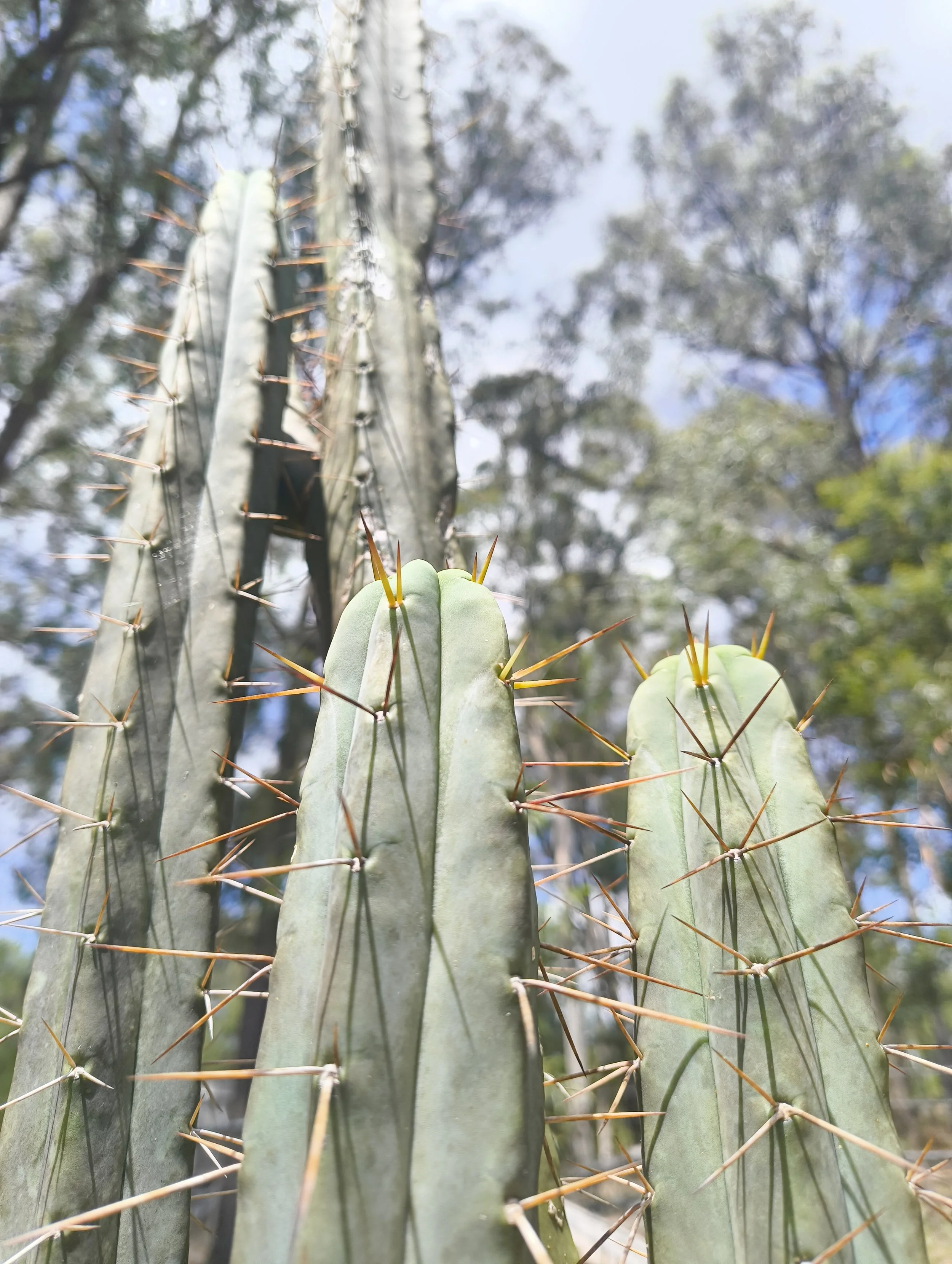 T.bridgesii _Brahmin_ cactus tip cutting.jpg