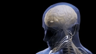 Visual representation of nervous system modulation, illustrating how acupuncture influences neural pathways and promotes balance at The Gentle Needle Guy’s clinic in Brisbane.