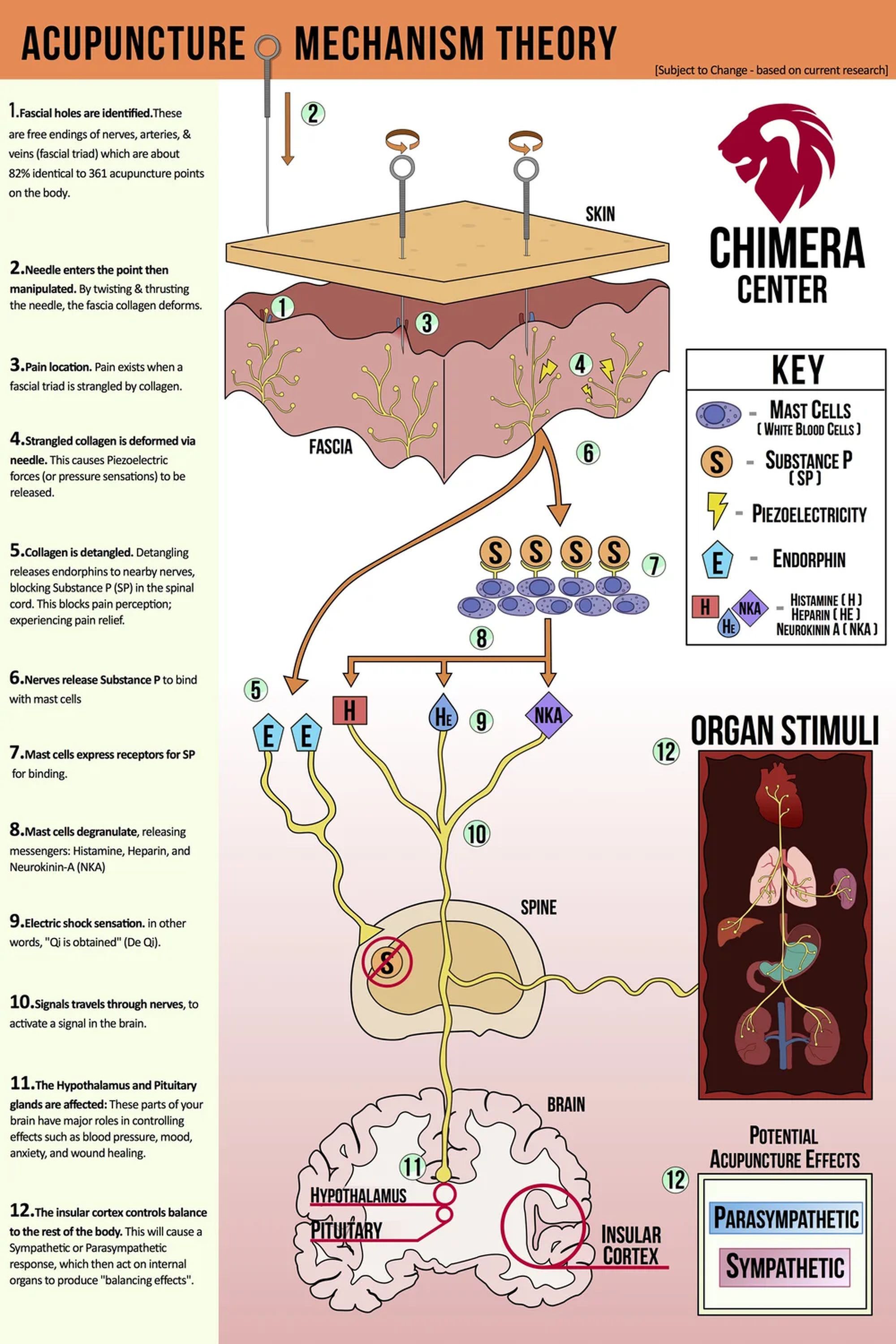 Detailed chart explaining acupuncture’s mechanism via fascia deformation, collagen release, and nervous system signaling.
