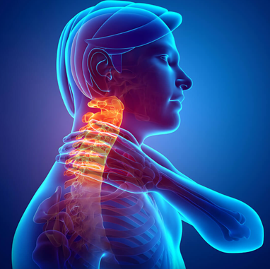 3D medical illustration showing cervical spine and neck pain area often targeted by acupuncture.