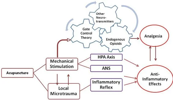 Diagram showing how acupuncture works biomechanically by stimulating nerves, modulating the nervous system, and improving circulation—explaining the physiological effects behind treatments at The Gentle Needle Guy’s clinic in Brisbane.