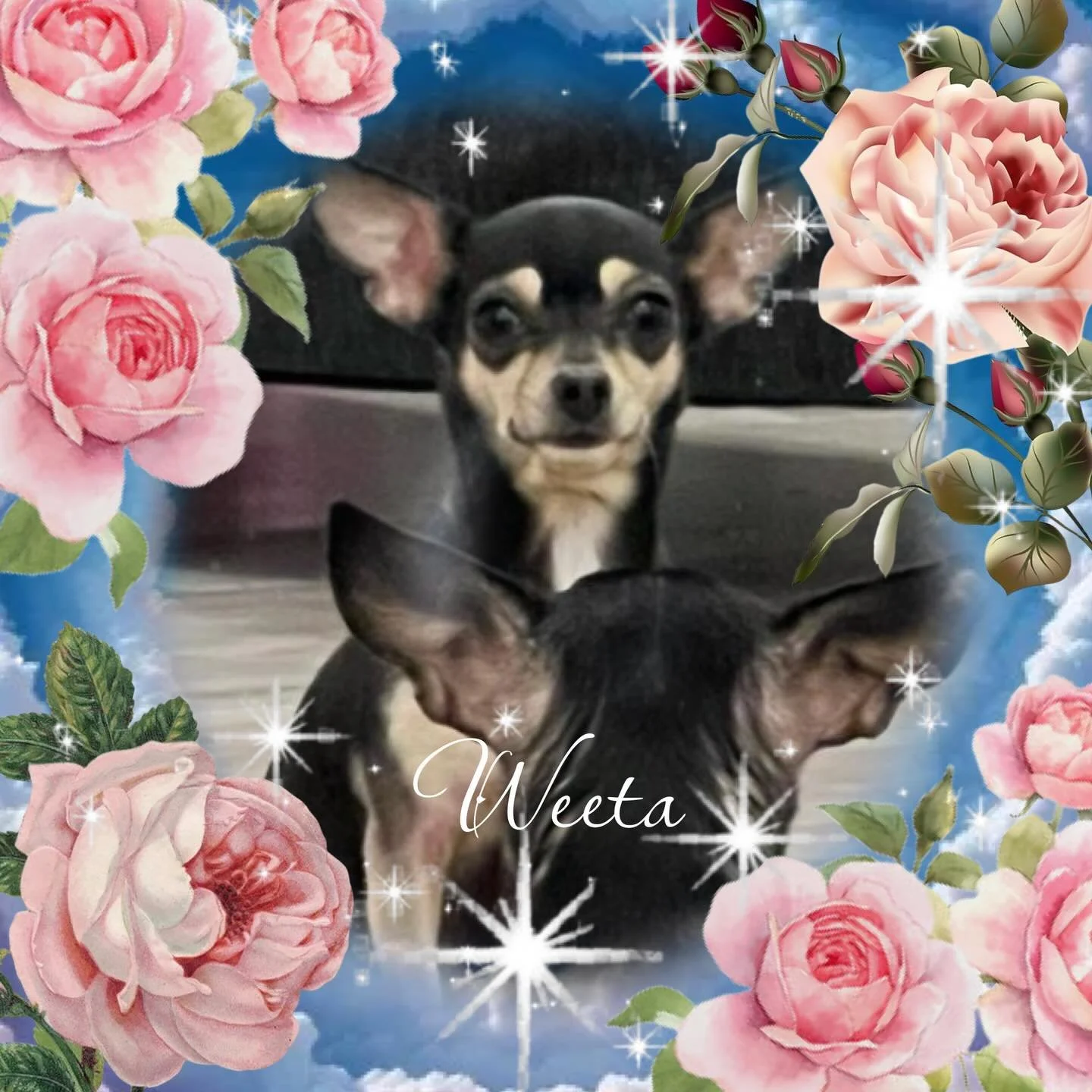 Our sincerest condolences to @sweetpiercingsbysteph on the loss of her little puppy baby Weeta. She was a perfect princess. RIP.