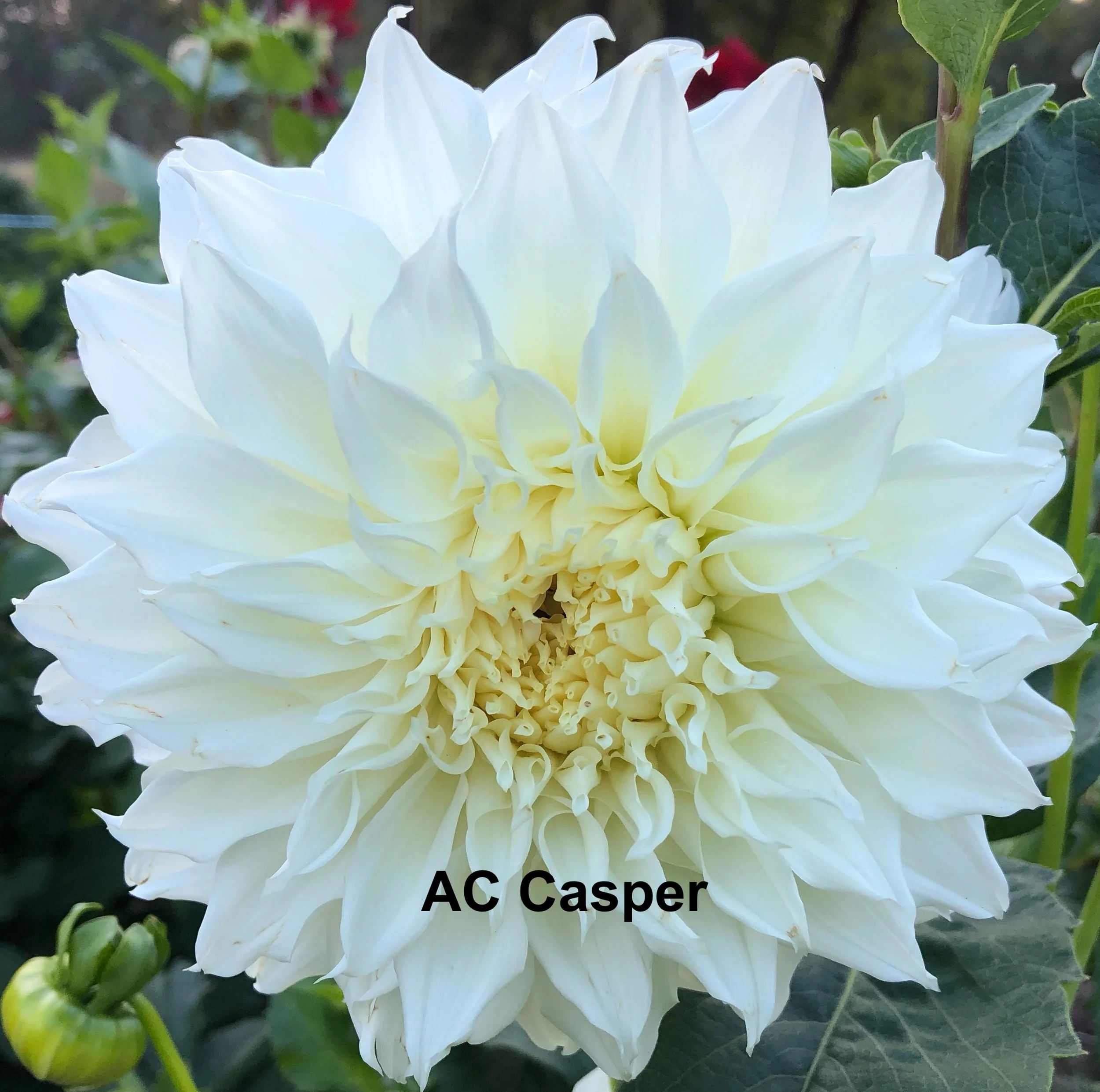 AC Casper