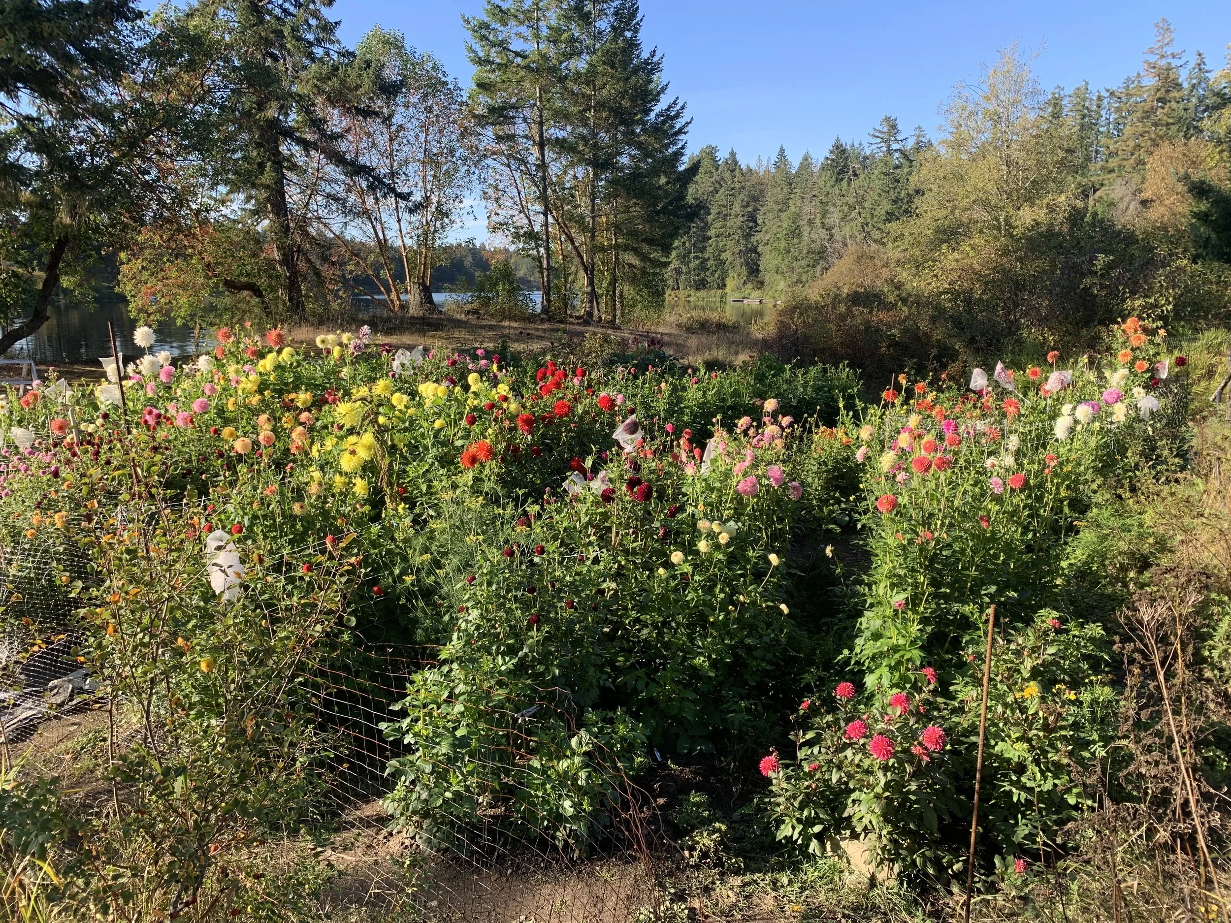 Dahlia Patch