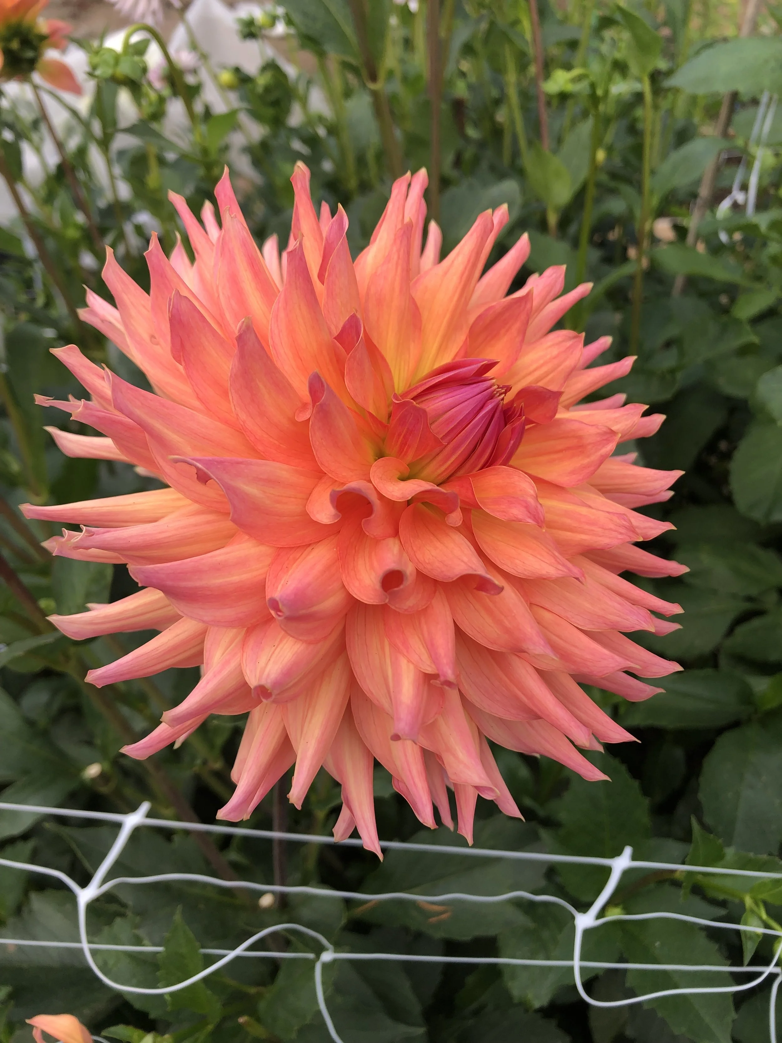 Hilltop Lost Treasure