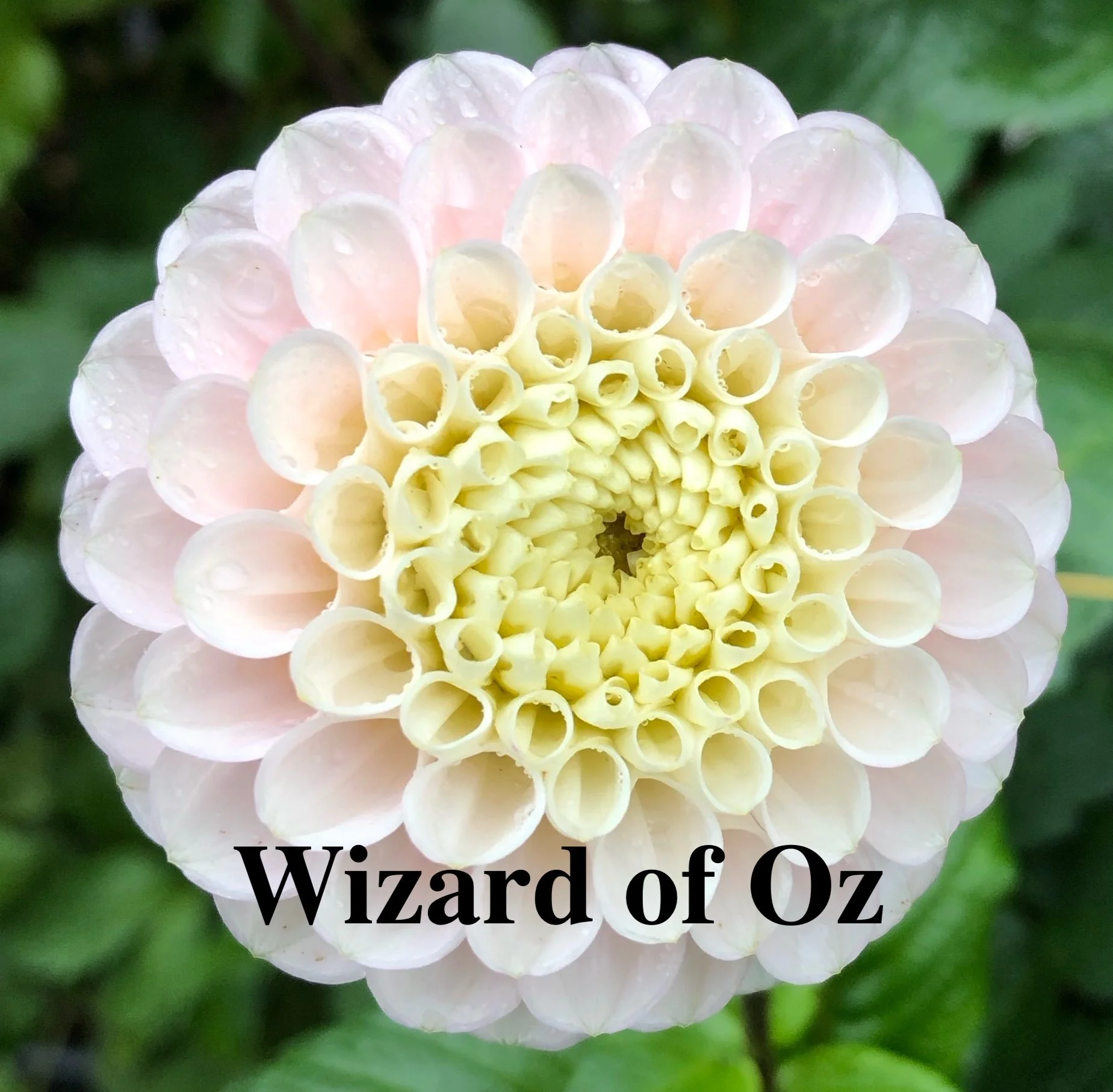 Wizard of Oz