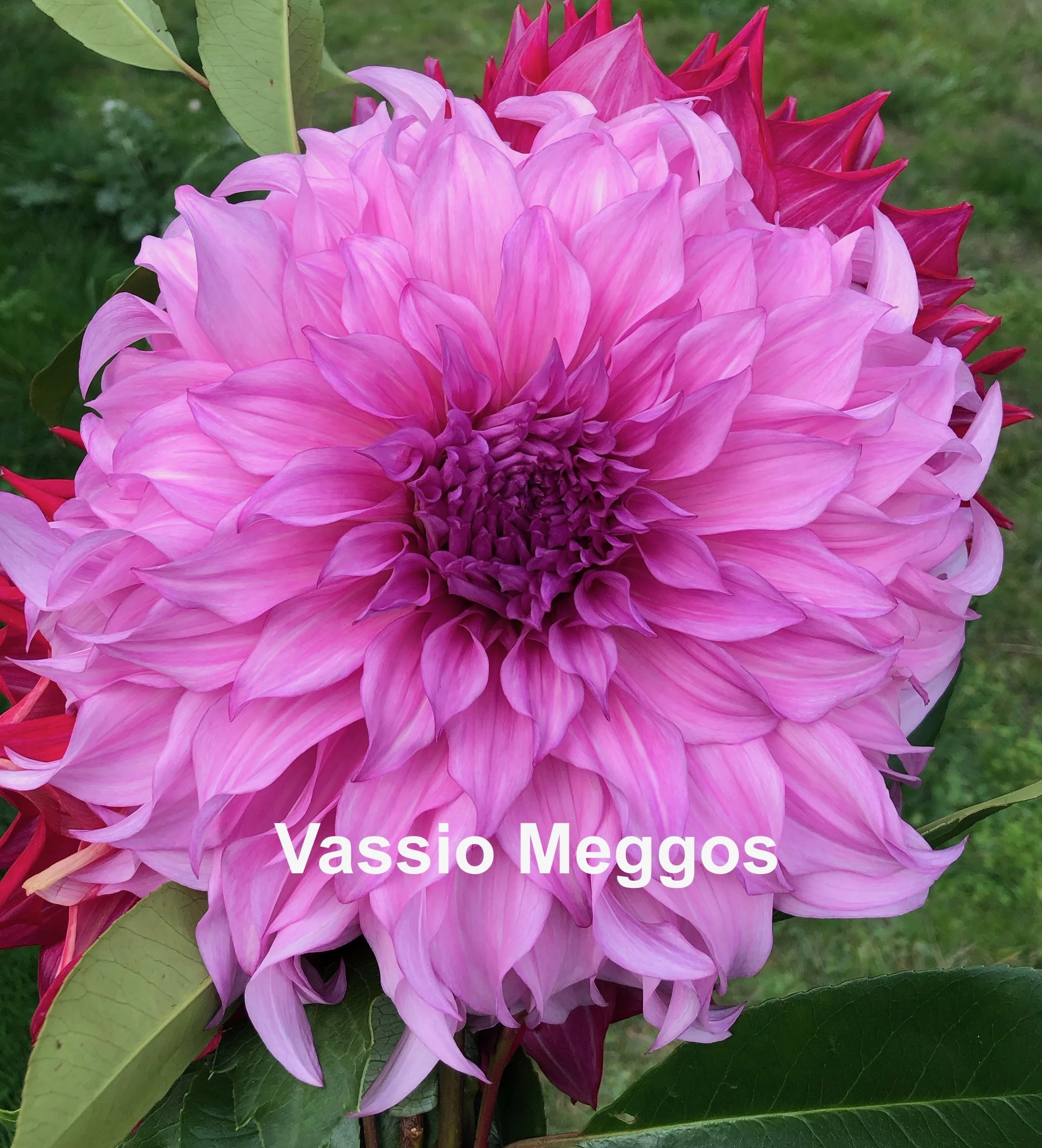 Vassio Meggos