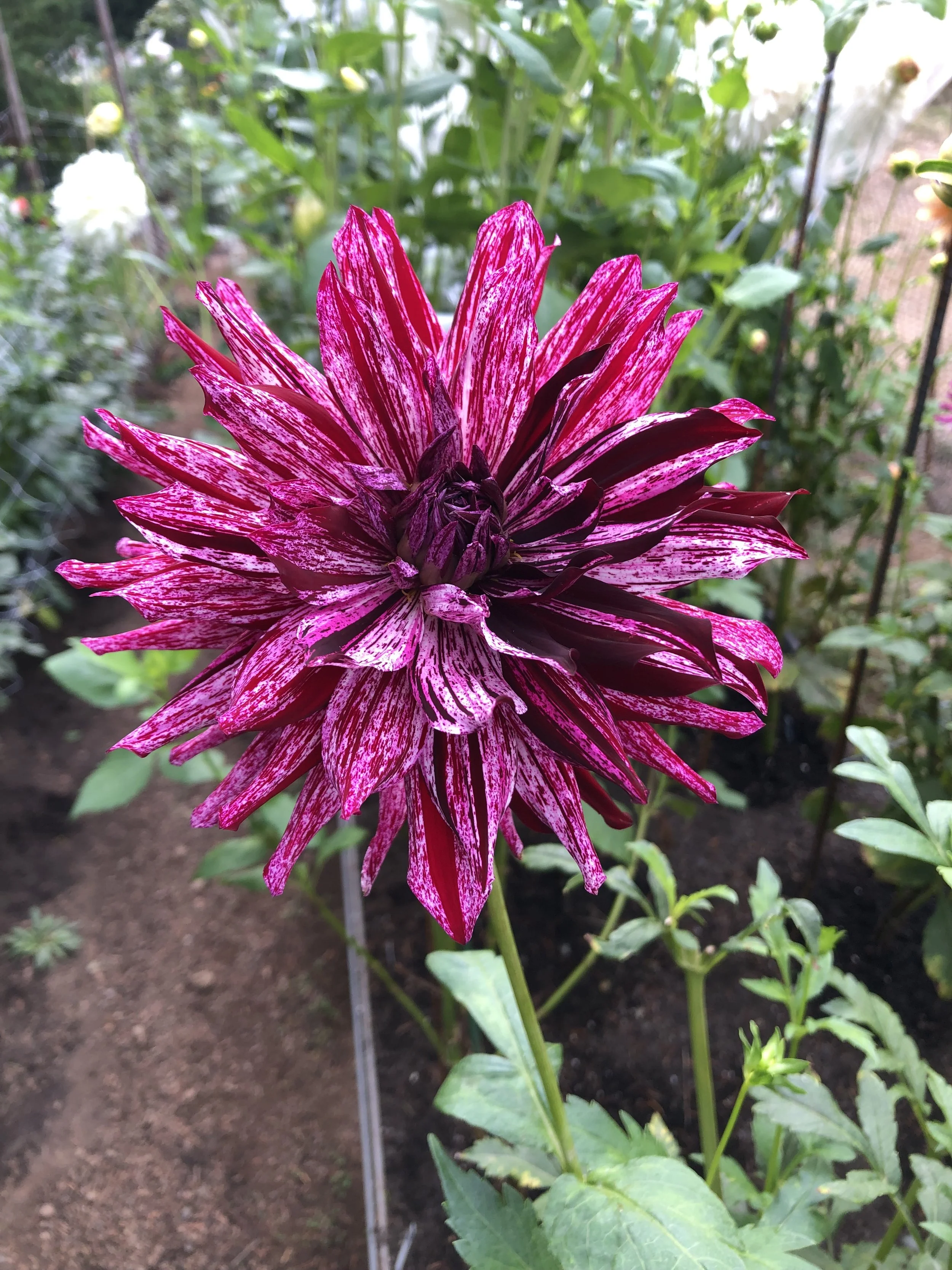 Hollyhill Betwitched