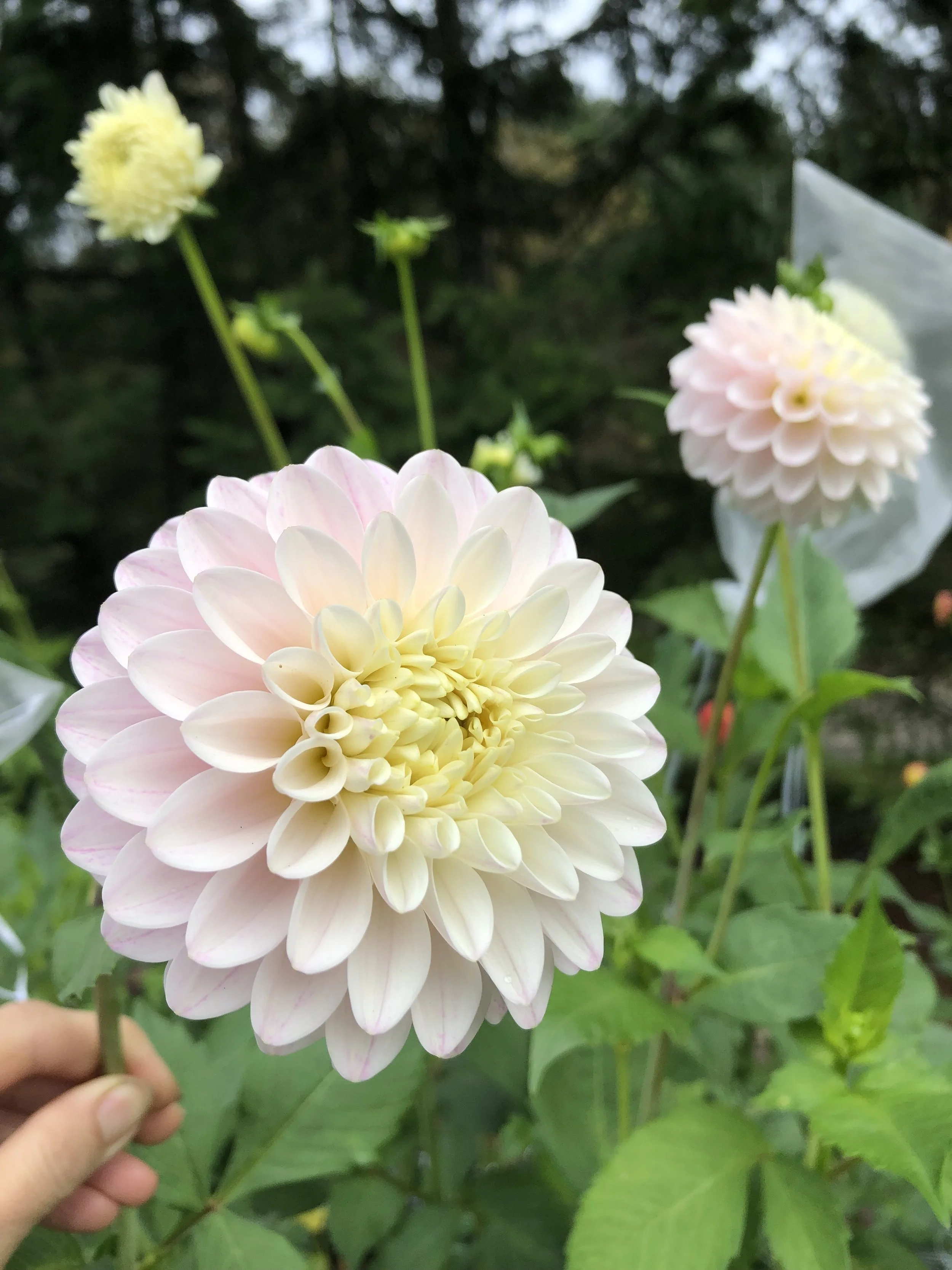 Cable Bay Snow Shadow