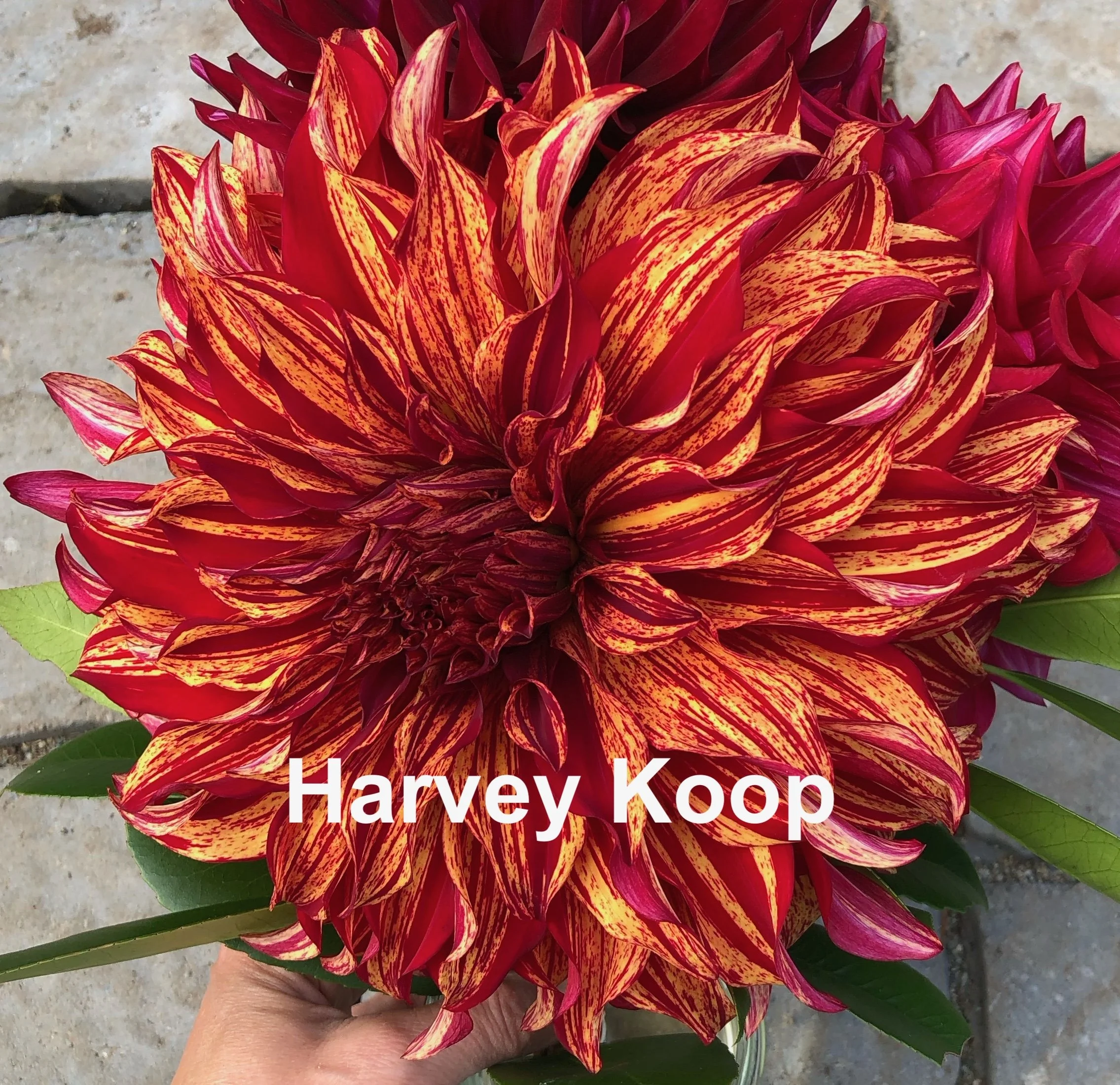 Harvey Koop