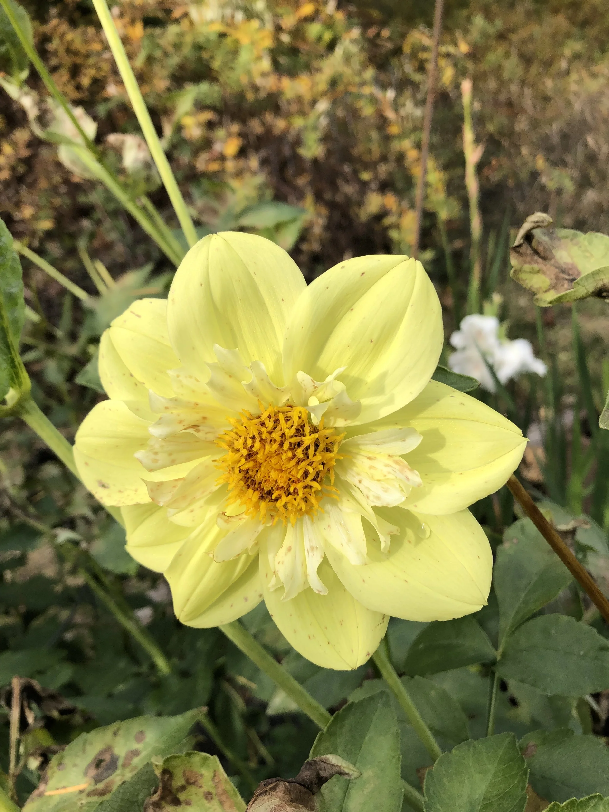 Ferncliff Lemon Kiss