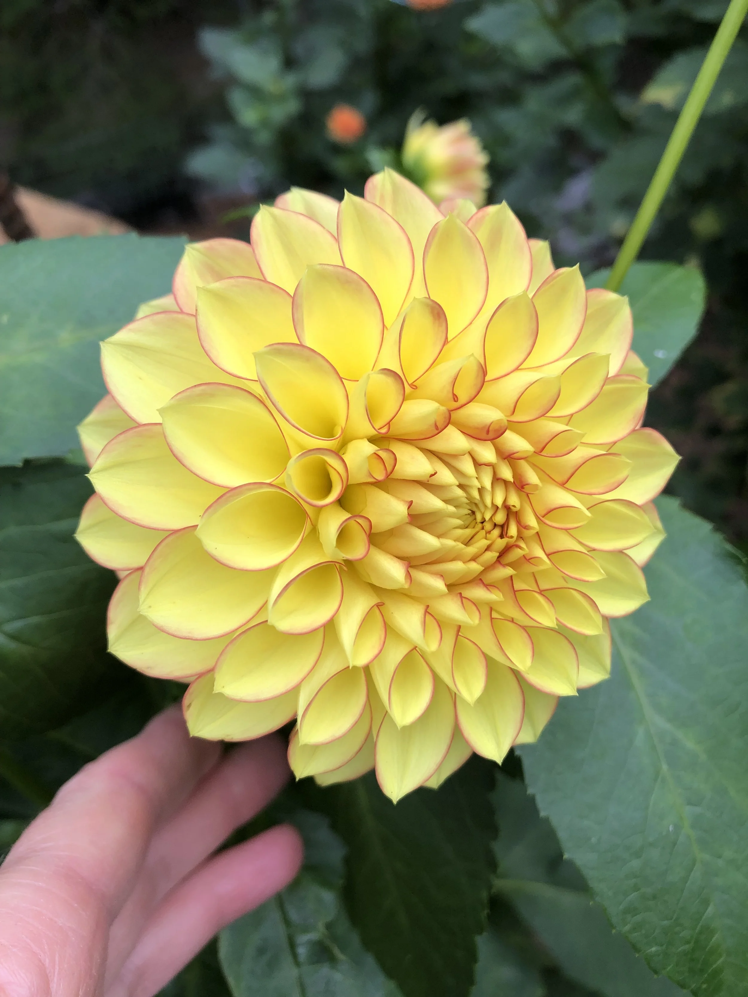 Clearview Crackerjack