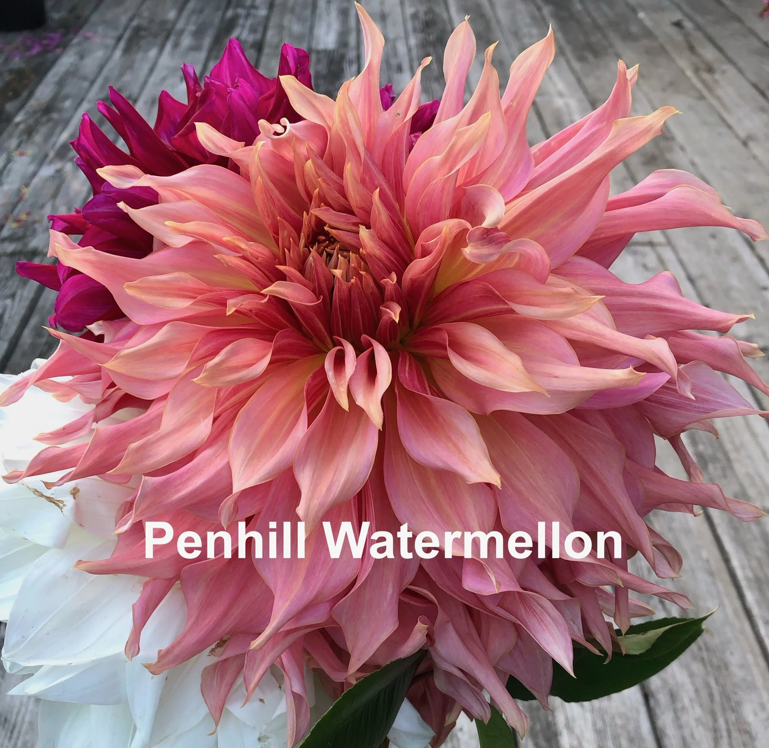 Penhill Watermellon.jpeg