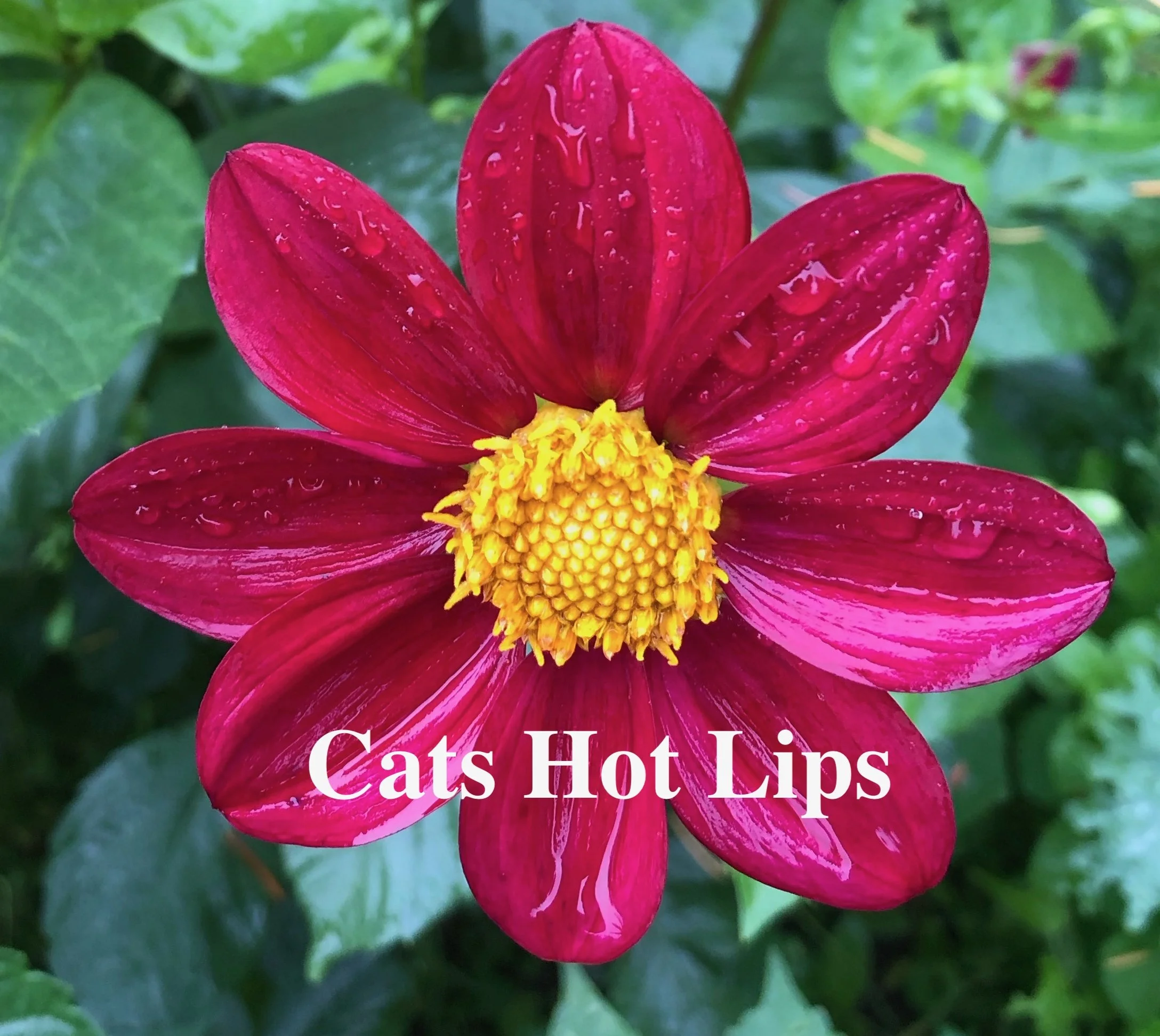 Cat's Hot Lips