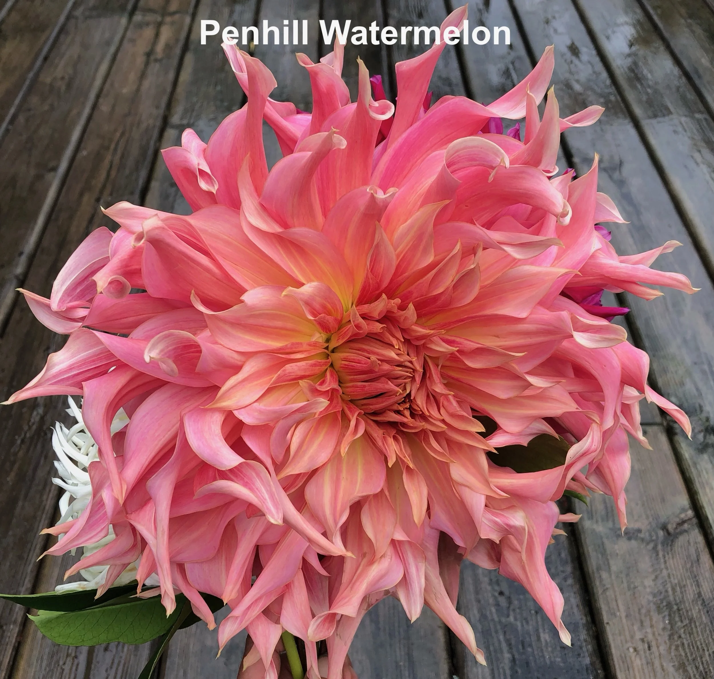 Penhill watermelon.jpeg