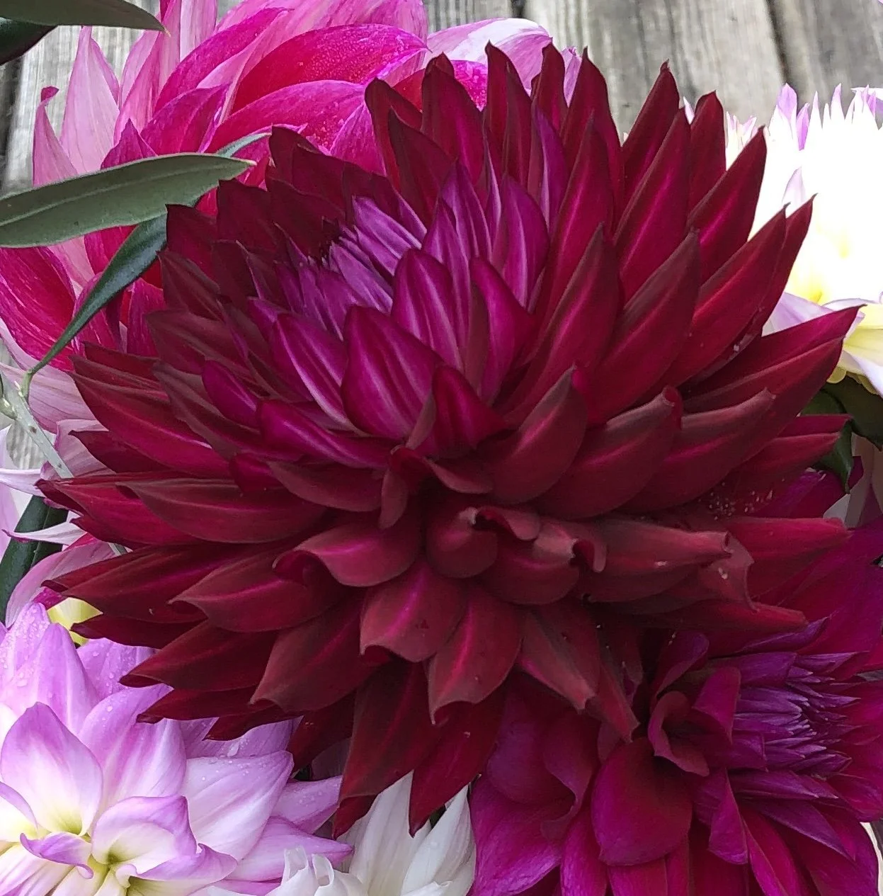 Hollyhill Black Widow