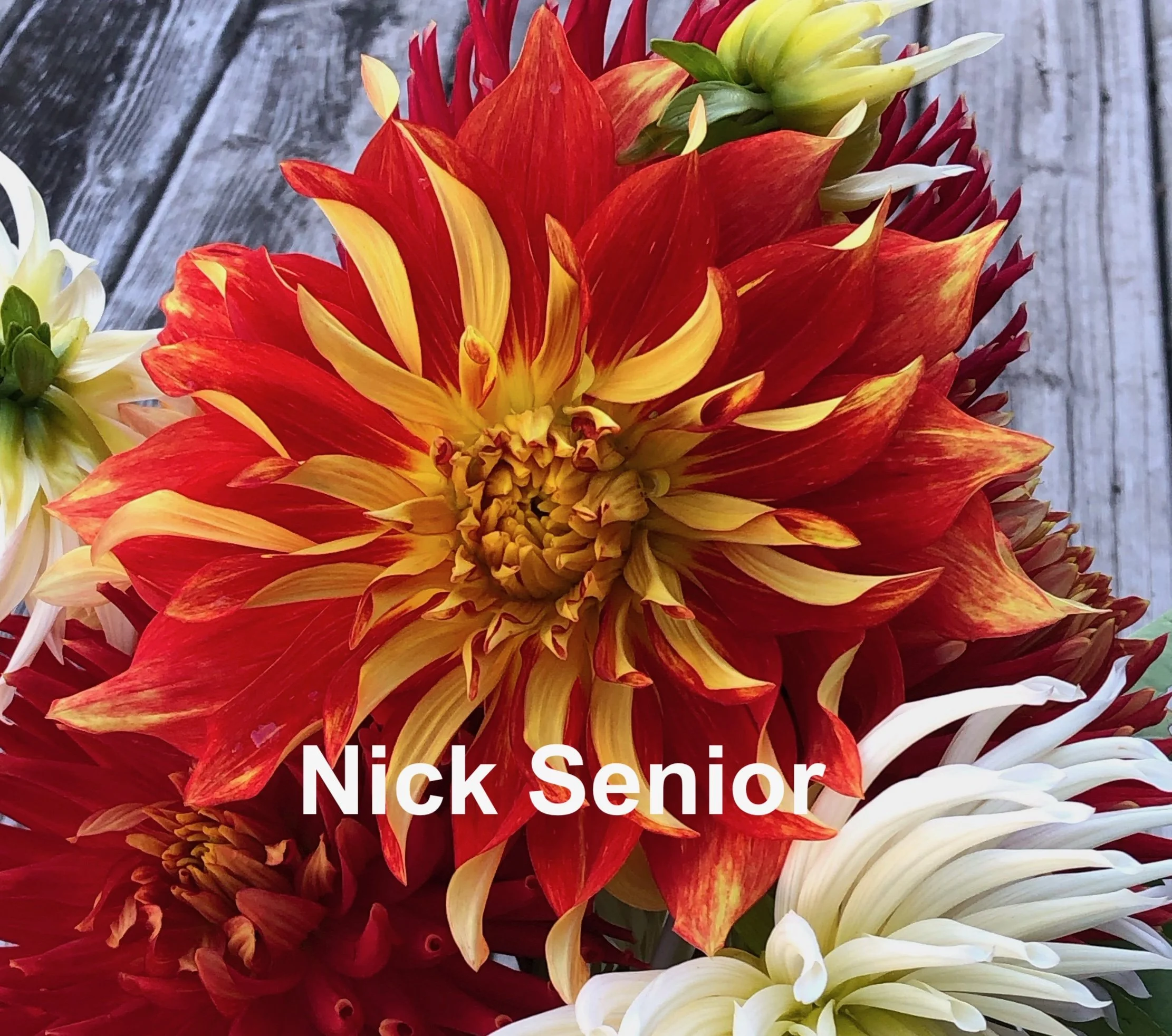 Nick Senior