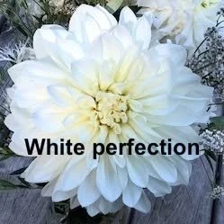 White Perfection