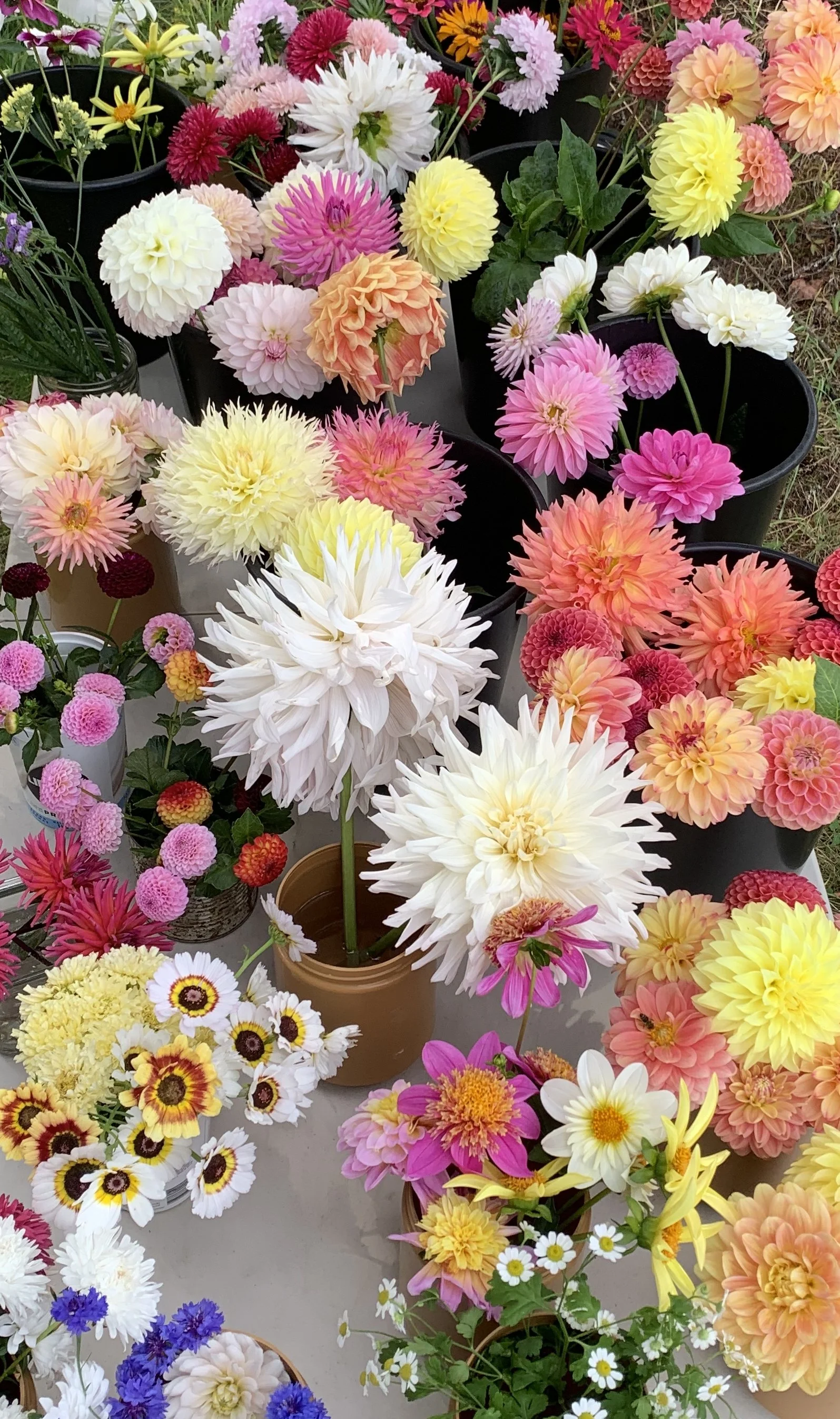 Colorful variety of blooming dahlias, zinnias, daisies, and other flowers displayed in pots and vases at a flower market or garden center.