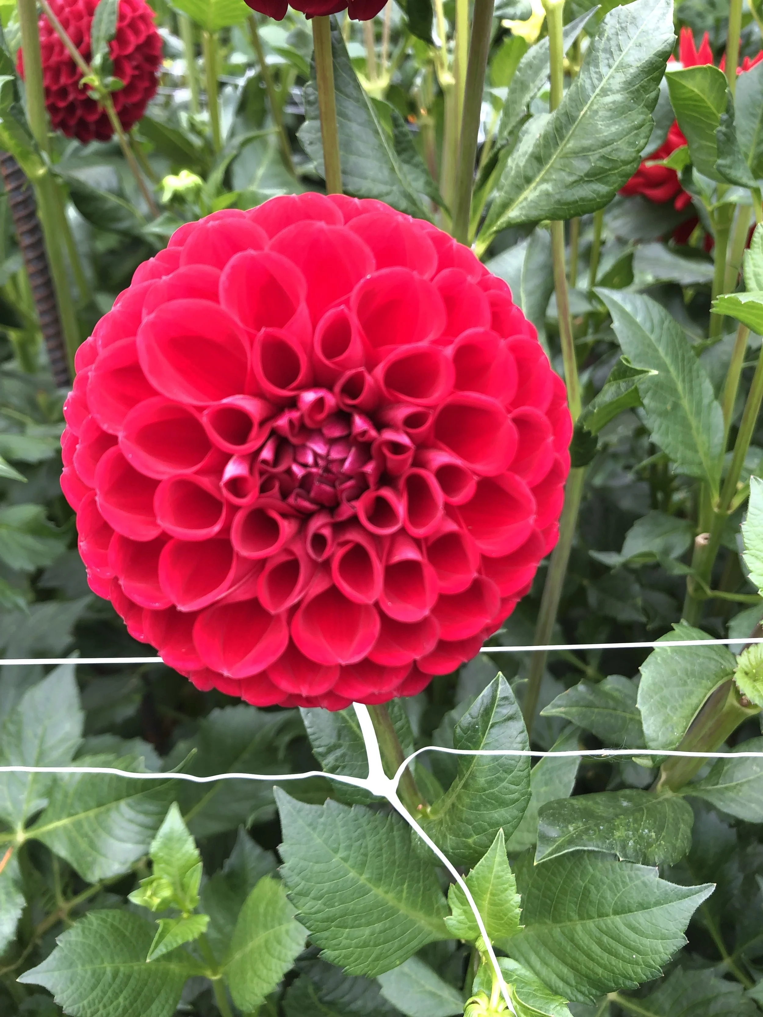 Cable Bay Laura marie