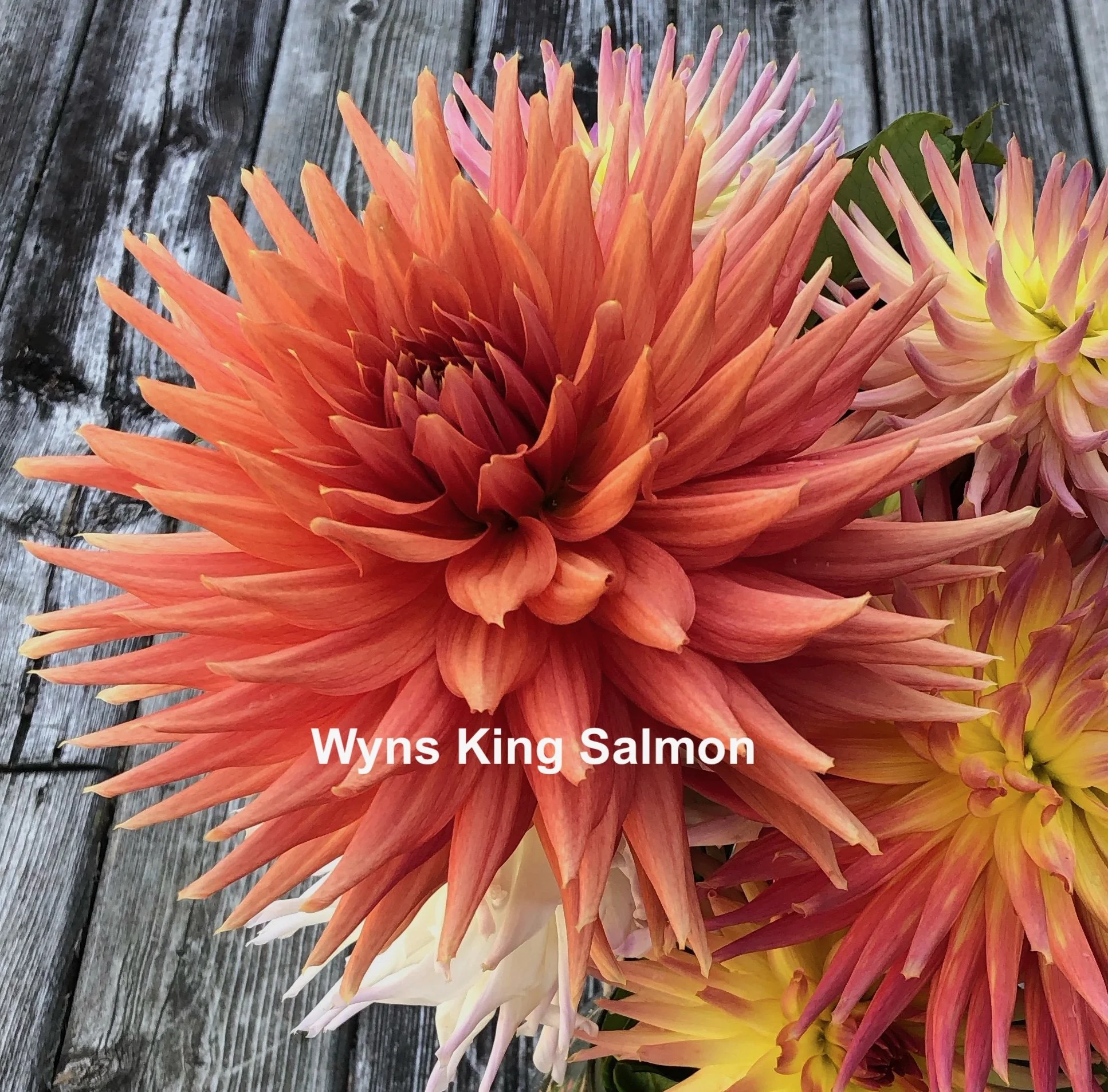 Wyns King Salmon.jpeg