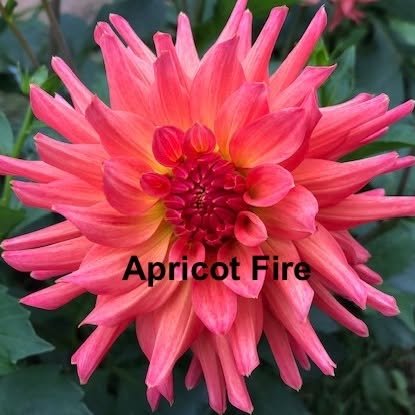 Apricot Fire.jpg