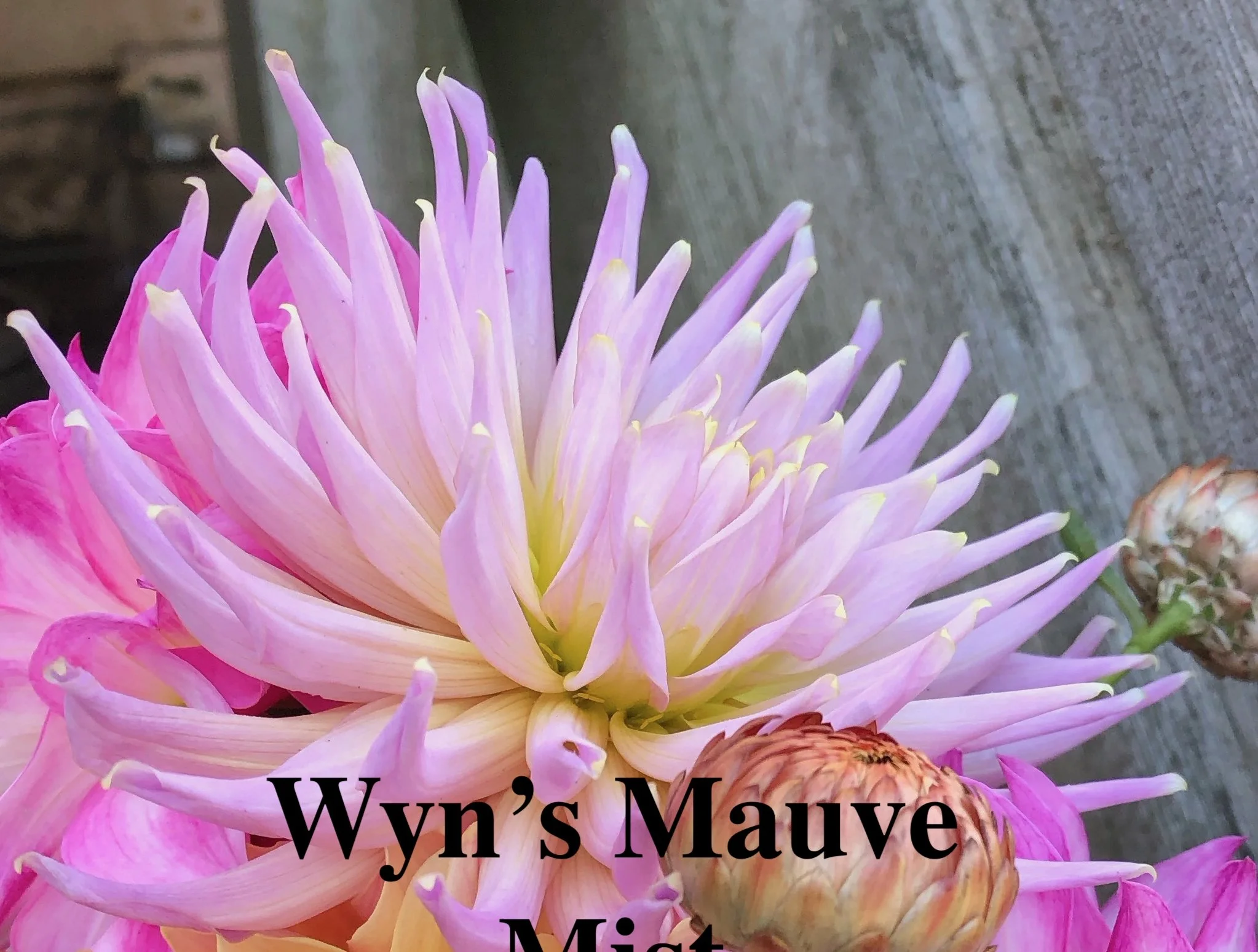 Wyn's Mauve Mist