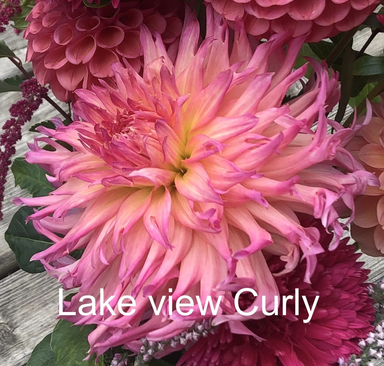 Lakeview Curly