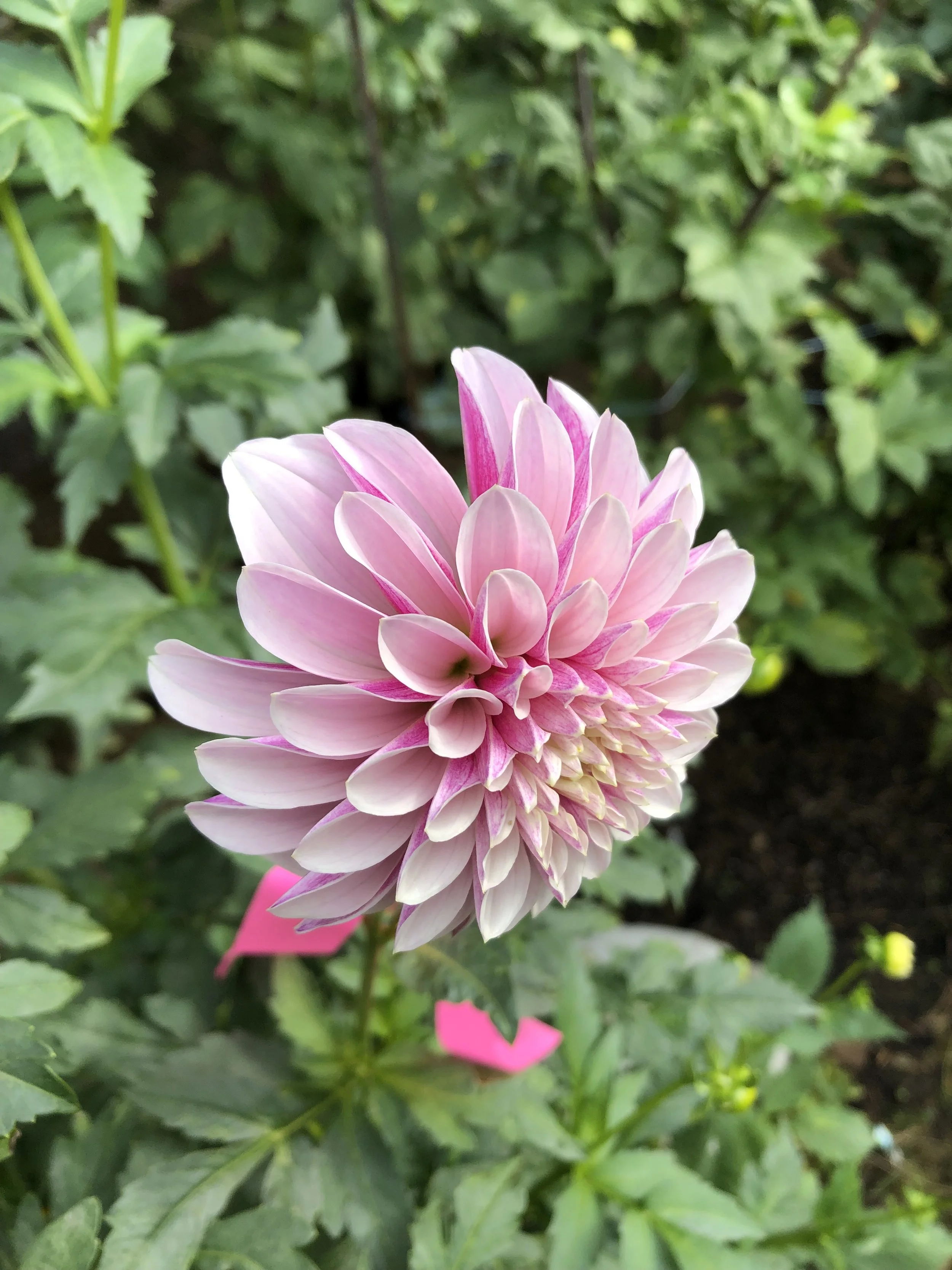 Salish Twillight Girl