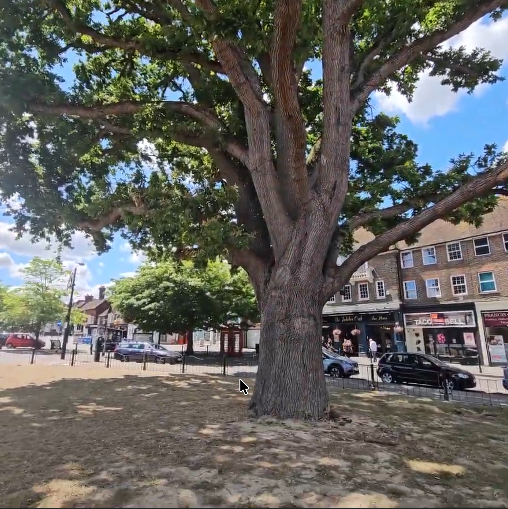 The Big Tree.png