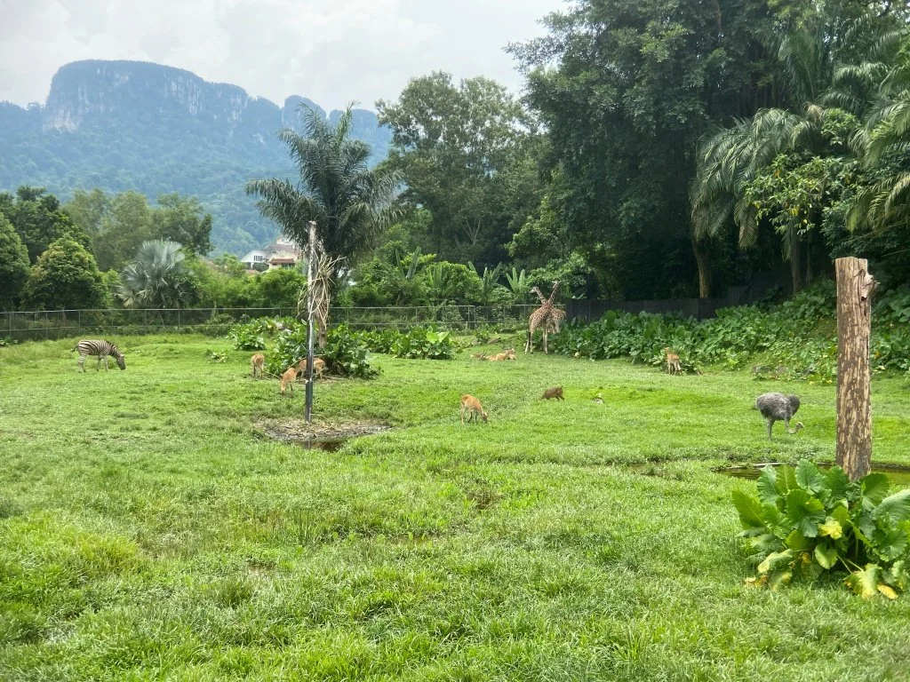 Mixed savannah enclosure zebra giraffe deer ostrich Zoo Negara