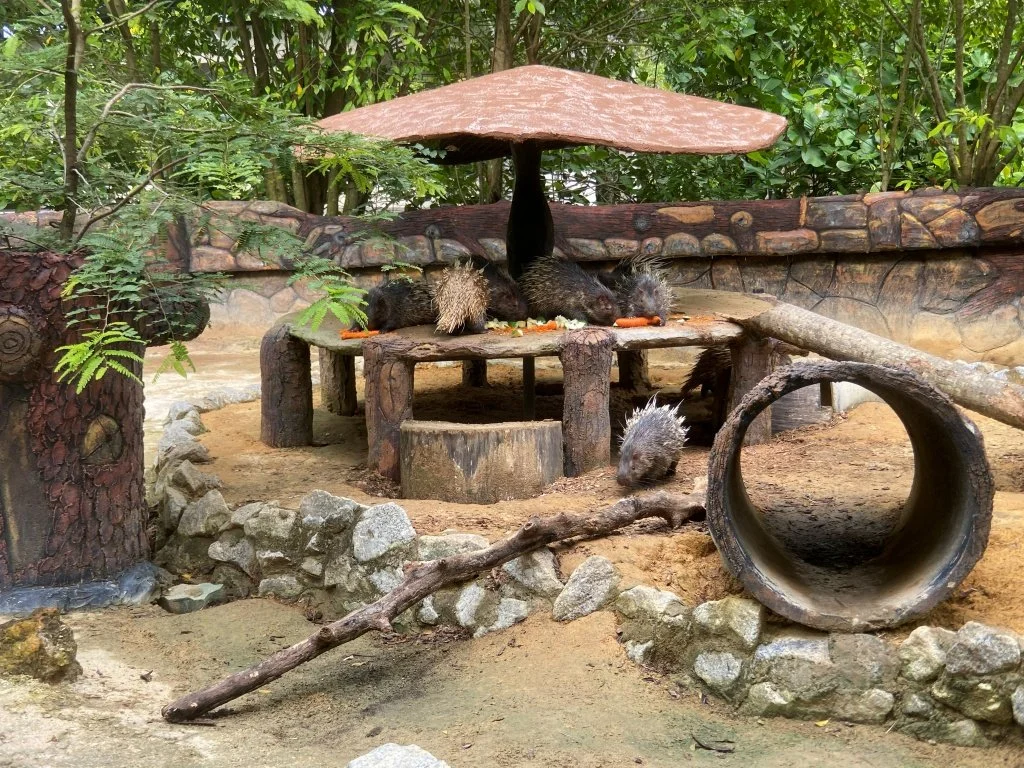 Porcupines feeding wooden platform Zoo Negara