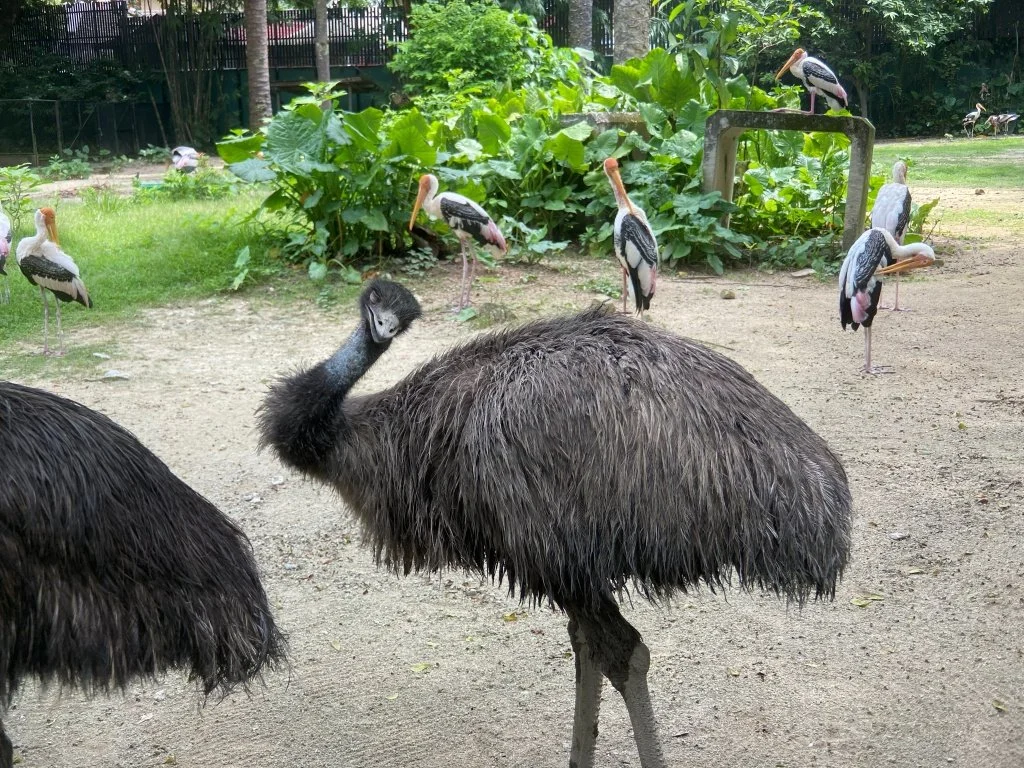 Emu and storks at Zoo Negara
