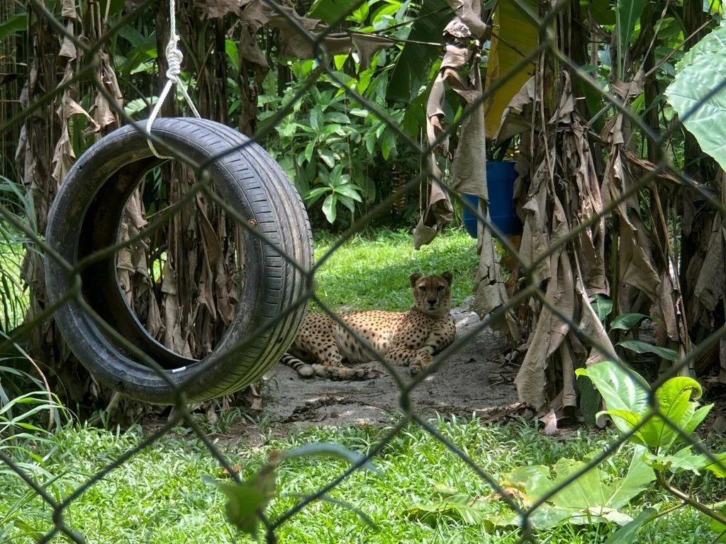Cheetah resting enclosure, Zoo Negara