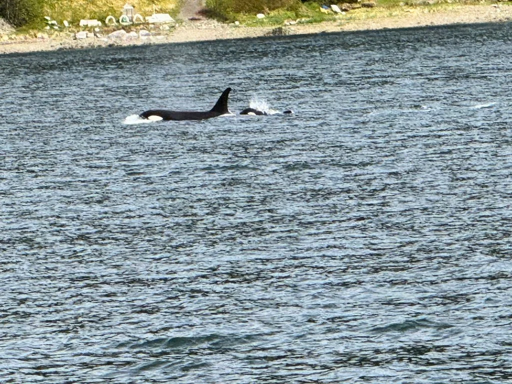 Orca killer whale spotted during whale watching excursion in Juneau Alaska