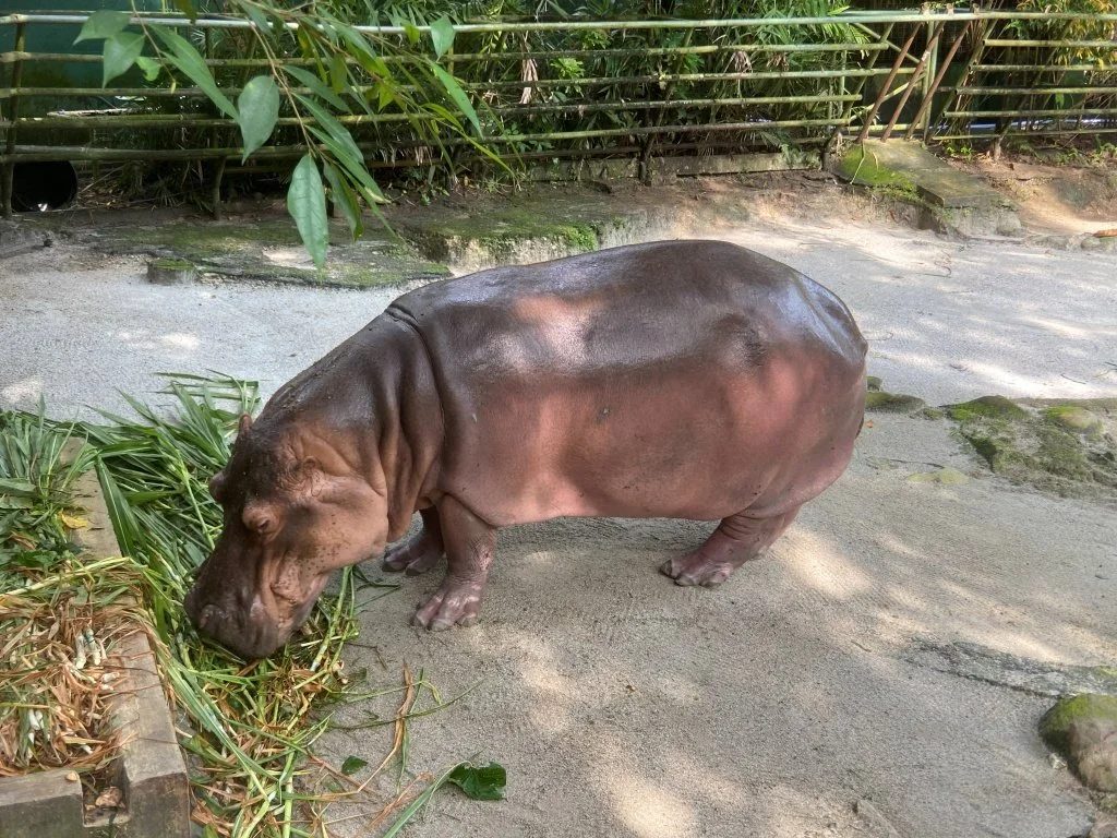 Hippopotamus feeding open enclosure Zoo Negara
