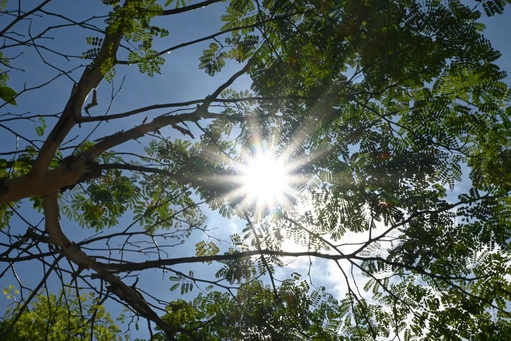 Sunstar effect through tree canopy at Bukit Bintang, Kuala Lumpur, Malaysia