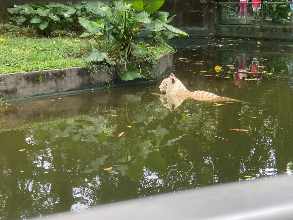 White tiger swimming pool enclosure Zoo Negara